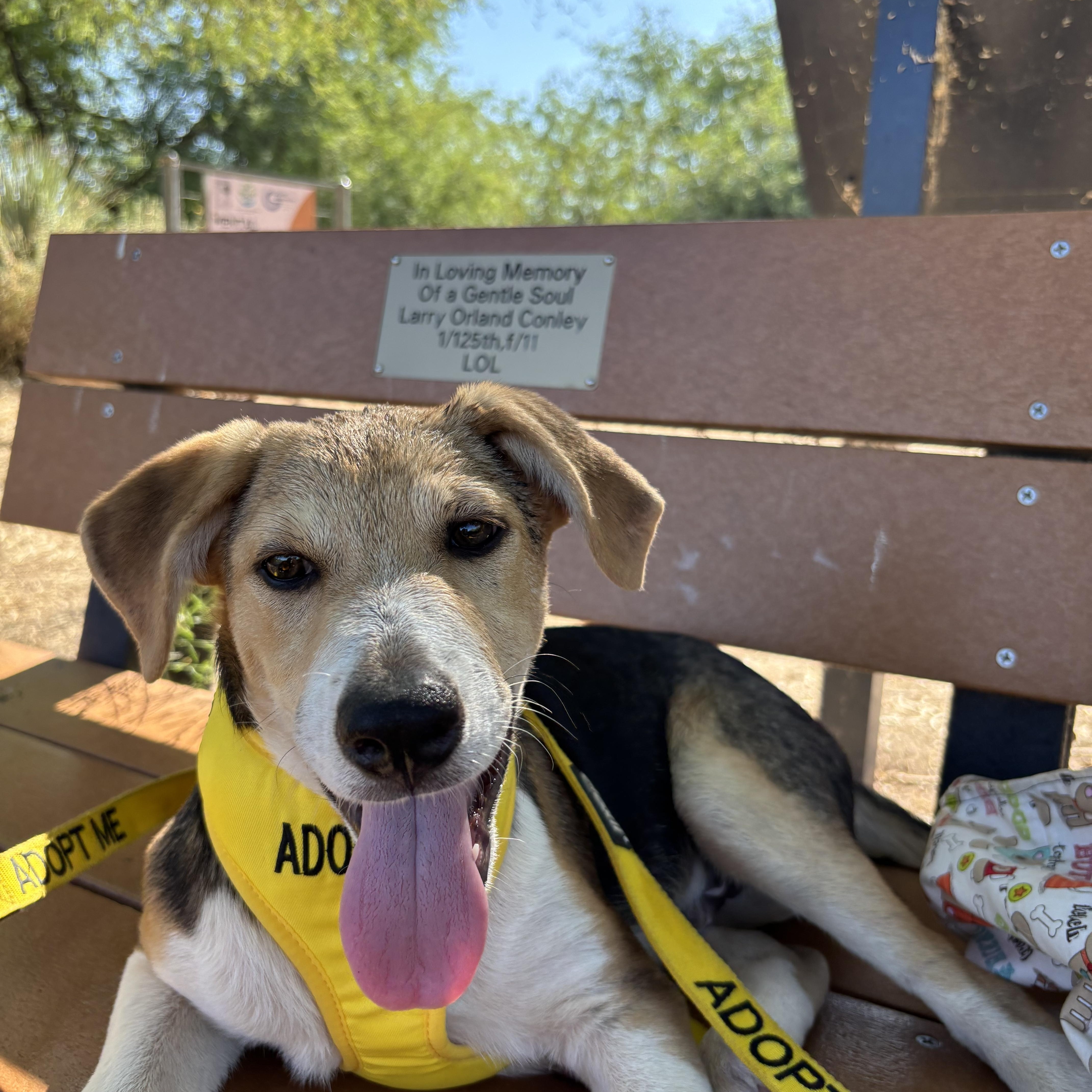Wells, ADOPTABLE, Puppy Male Beagle & American Foxhound.