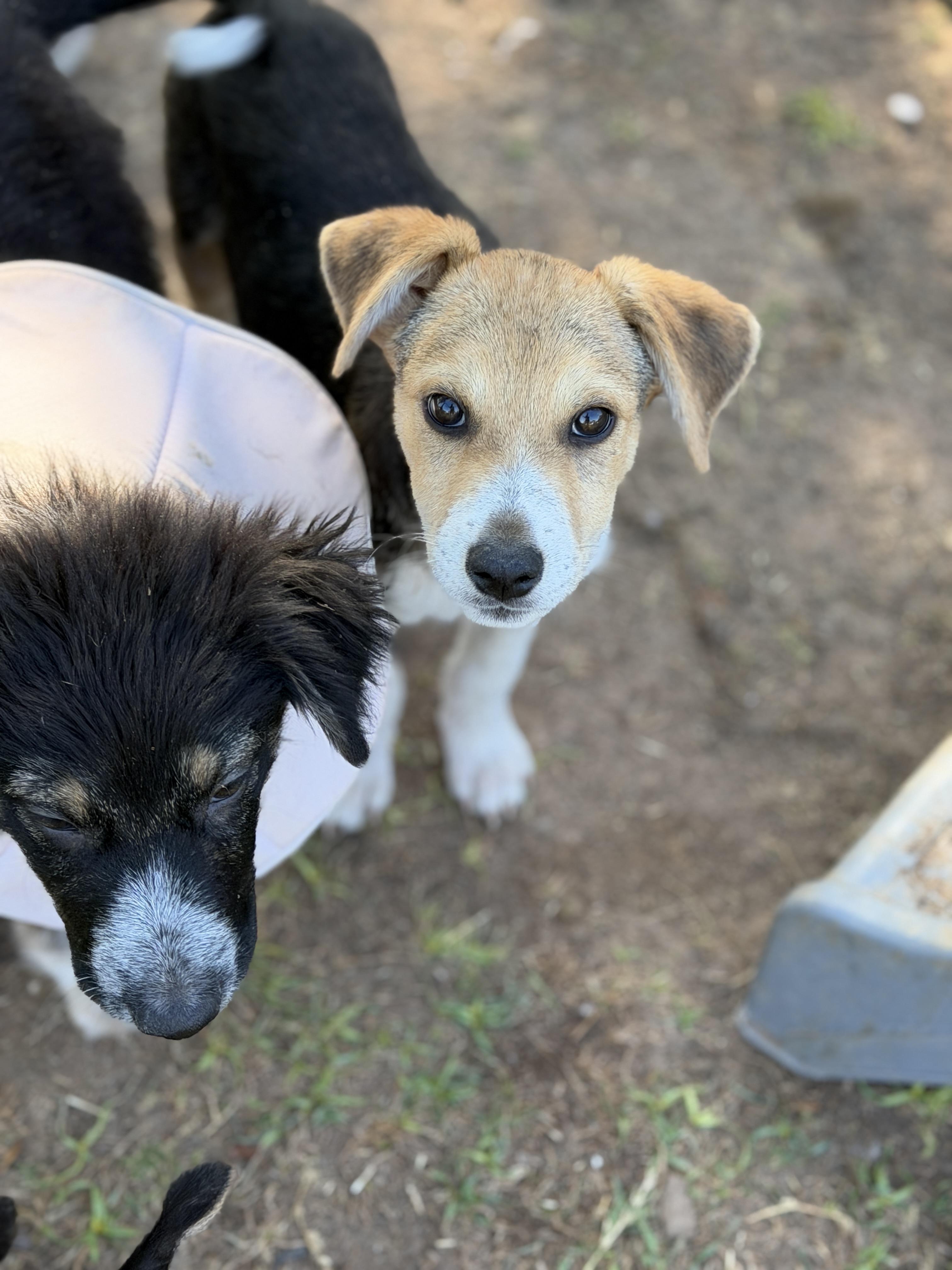 Enlarge Wells, a ADOPTABLE mixed breed in Gilbert, AZ image 6/6