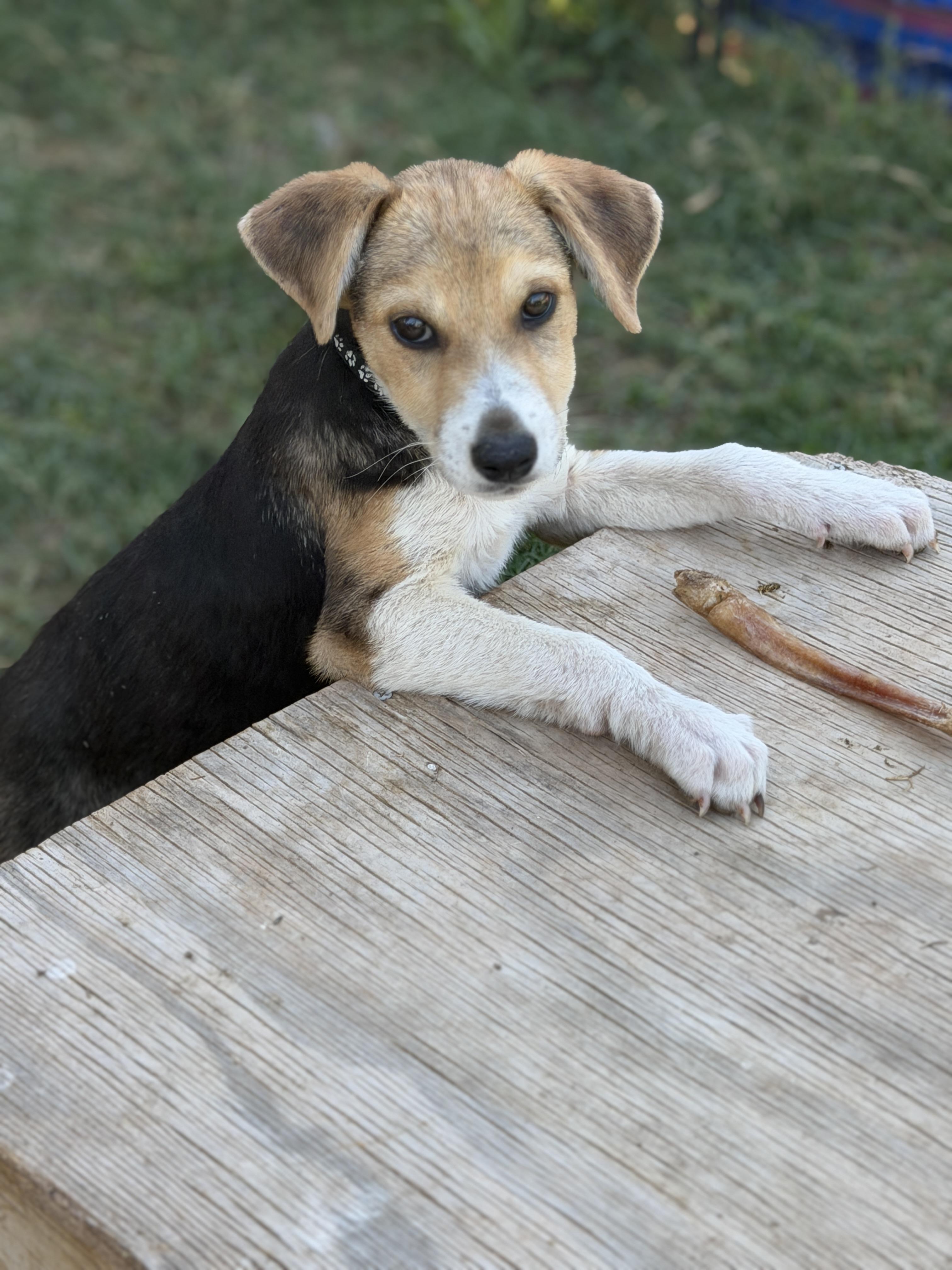 Wells, ADOPTABLE, Puppy Male Beagle & American Foxhound.