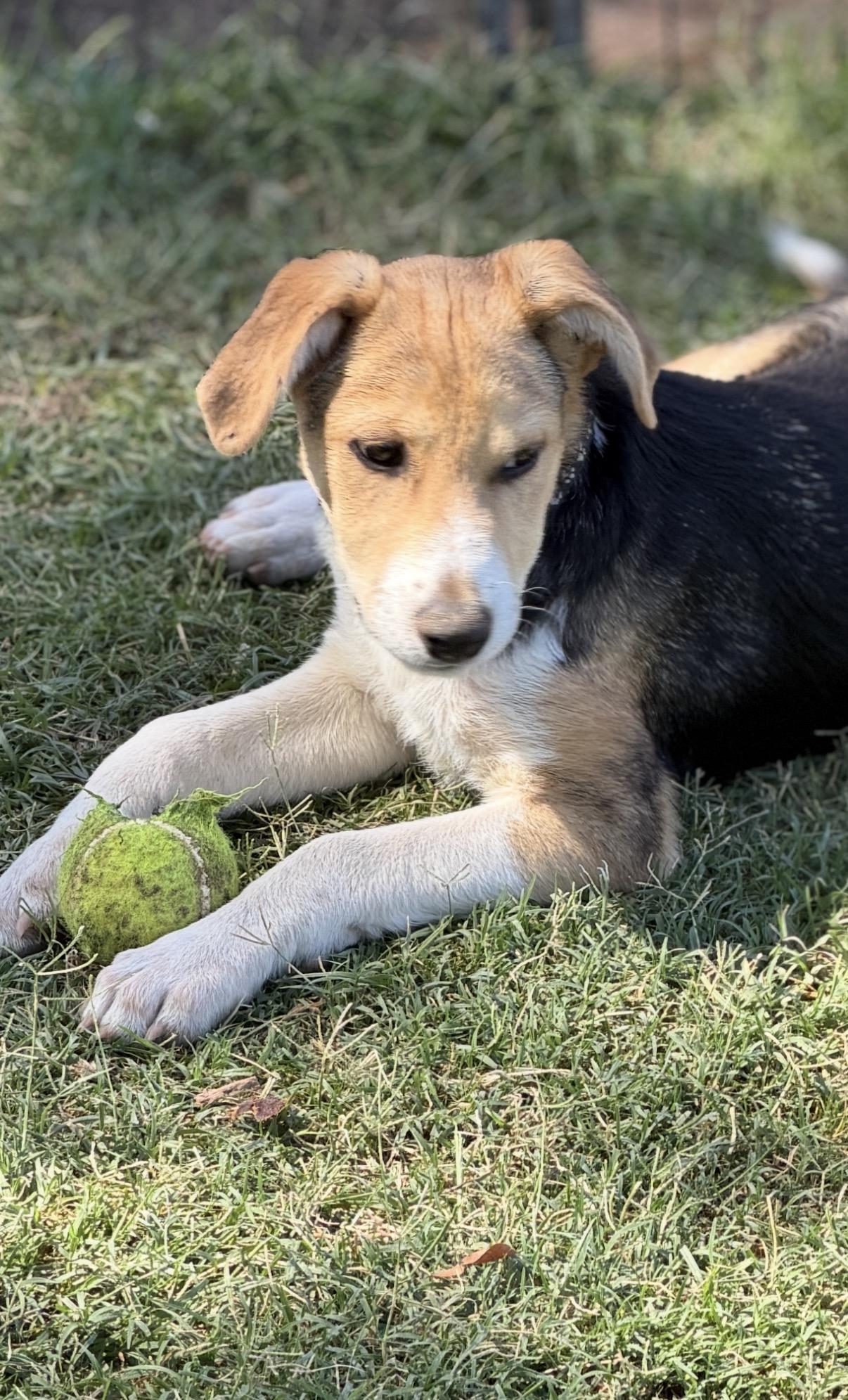 Wells, ADOPTABLE, Puppy Male Beagle & American Foxhound.