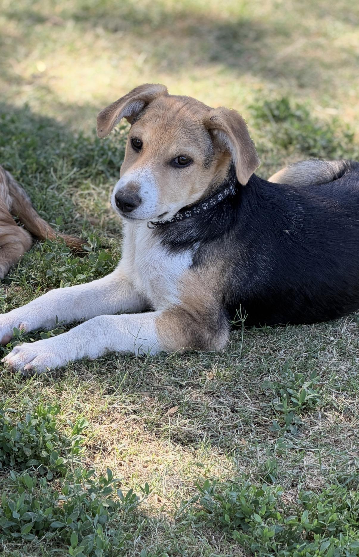 Wells, a ADOPTABLE mixed breed in Gilbert, AZ image 4/6