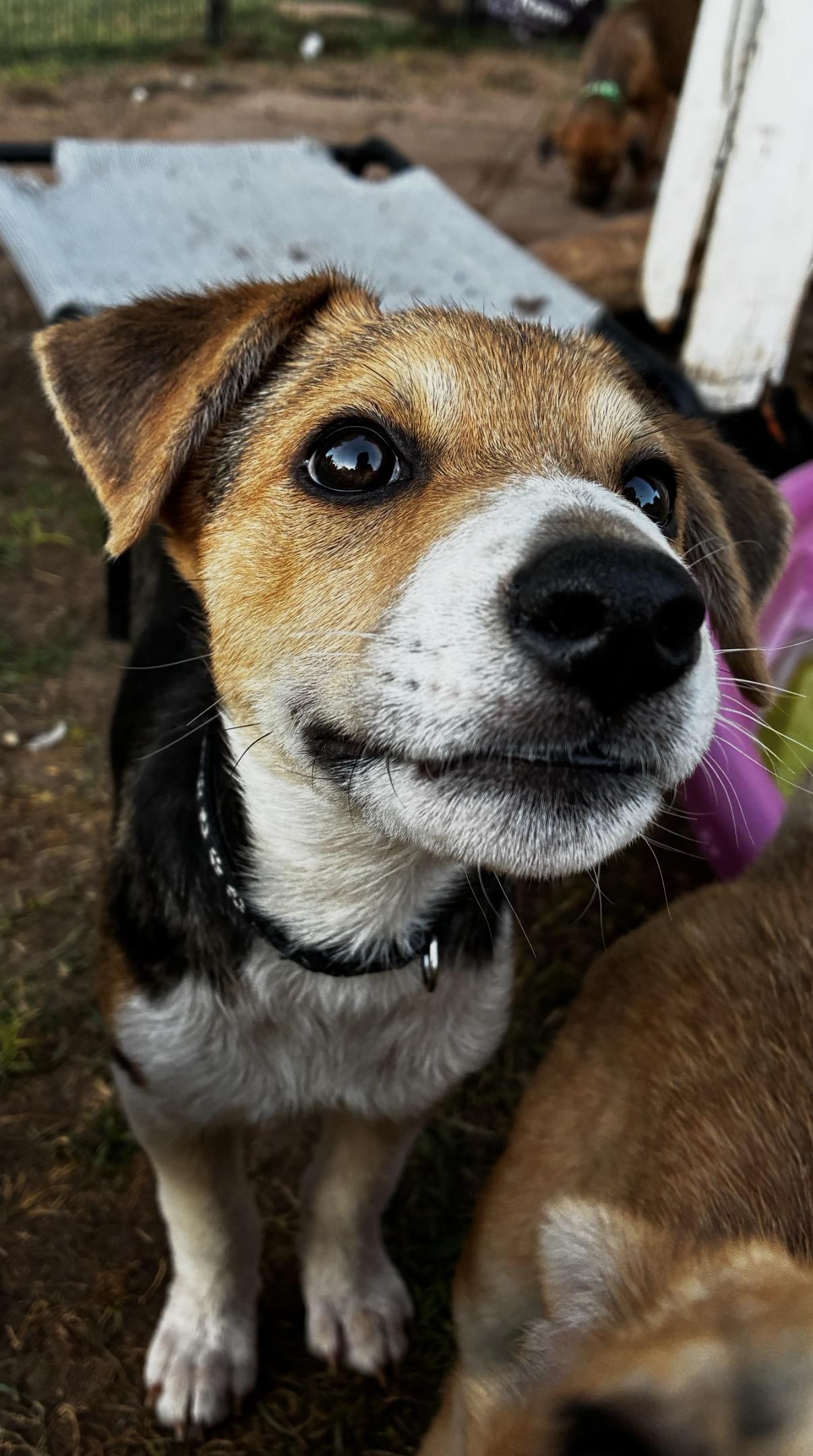 Enlarge Wells, a ADOPTABLE mixed breed in Gilbert, AZ image 5/5