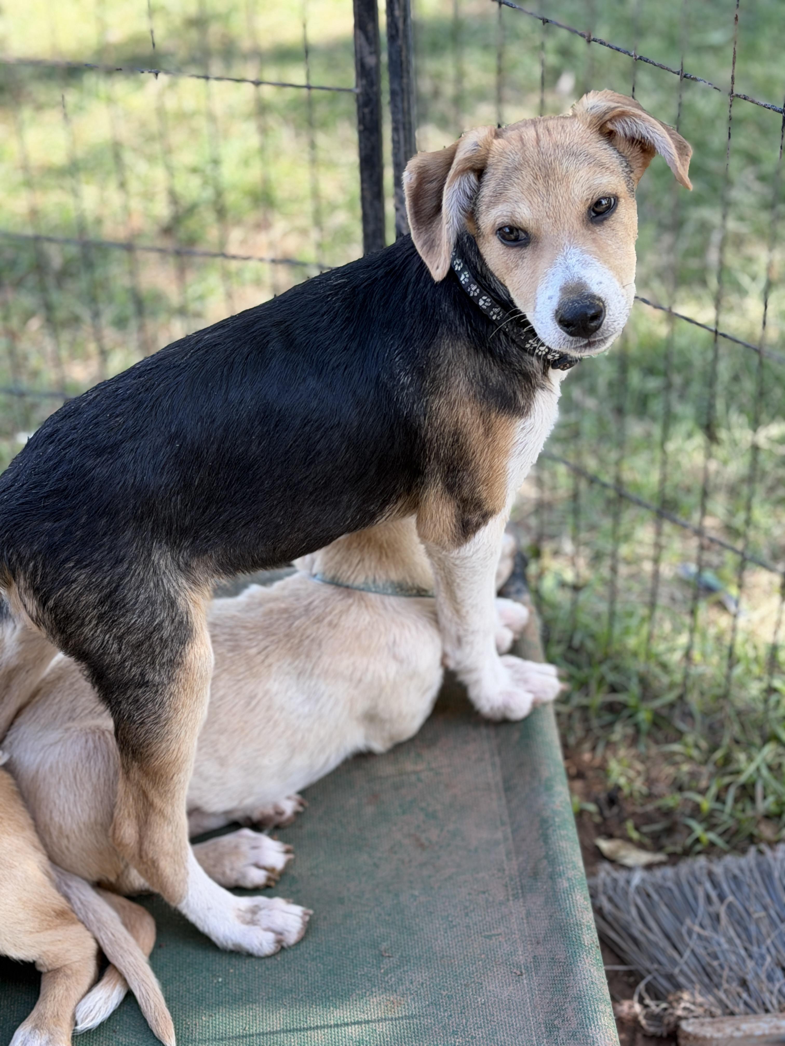 Enlarge Wells, a ADOPTABLE mixed breed in Gilbert, AZ image 2/6