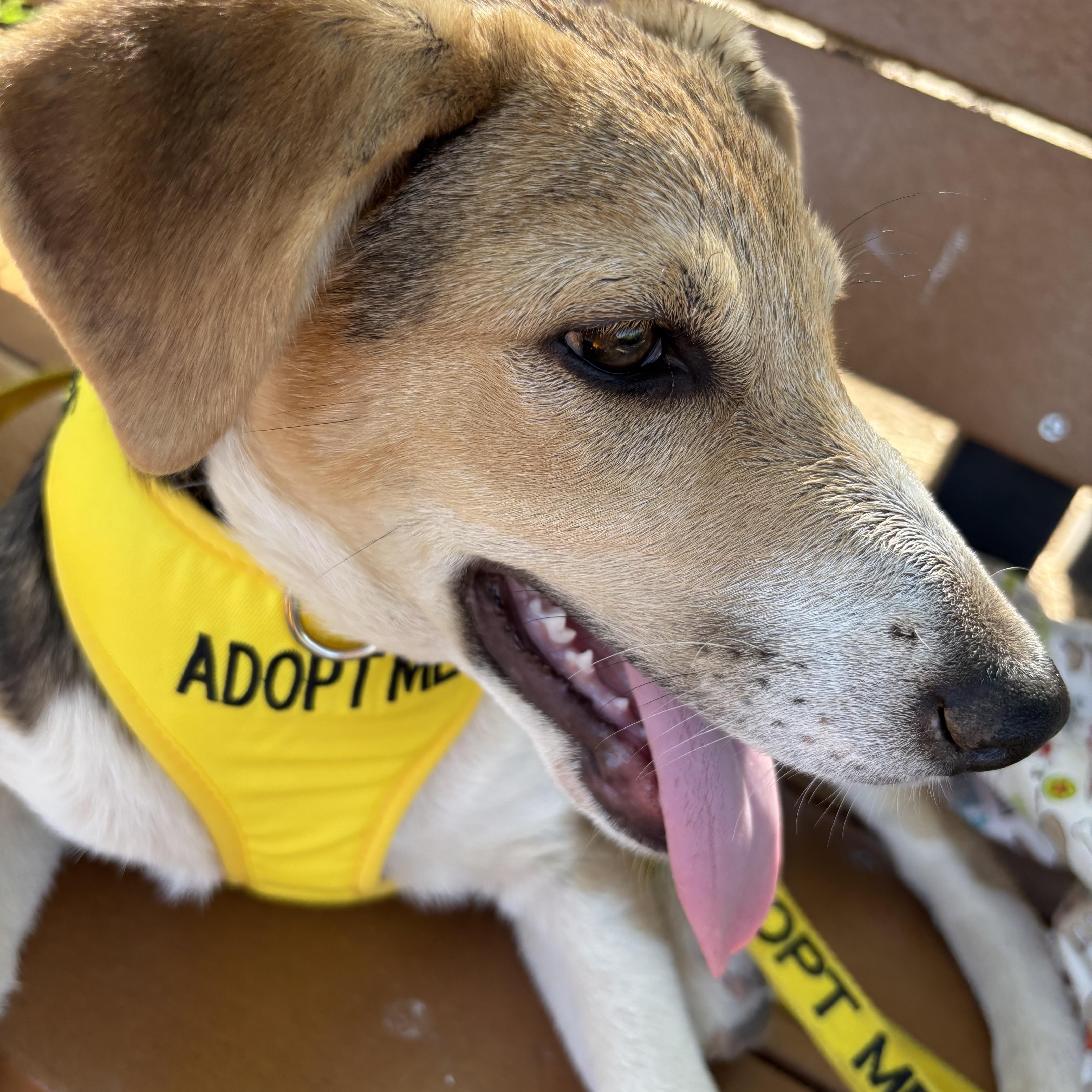 Wells, a ADOPTABLE mixed breed in Gilbert, AZ image 2/6