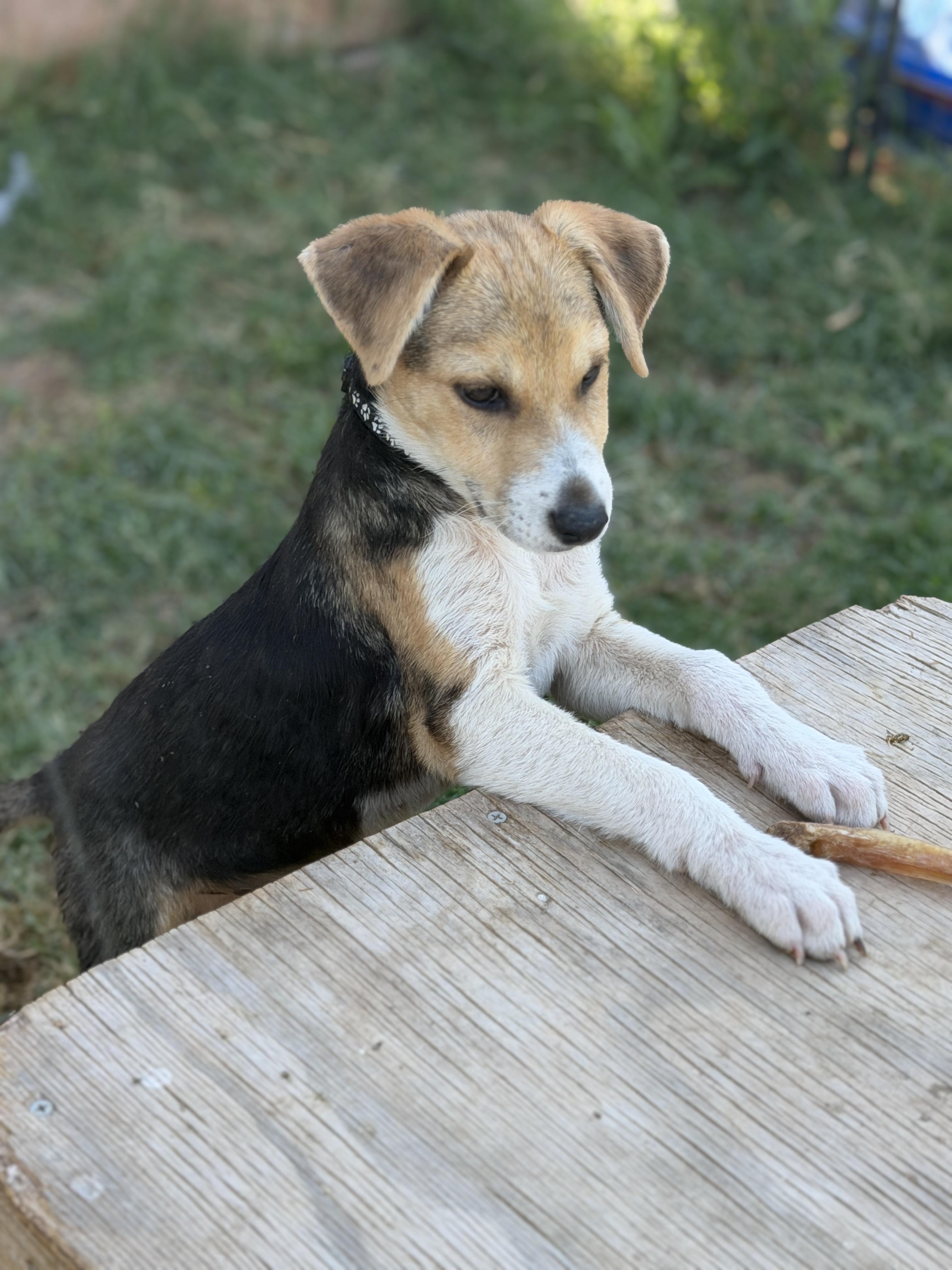 Enlarge Wells, a ADOPTABLE mixed breed in Gilbert, AZ image 4/6