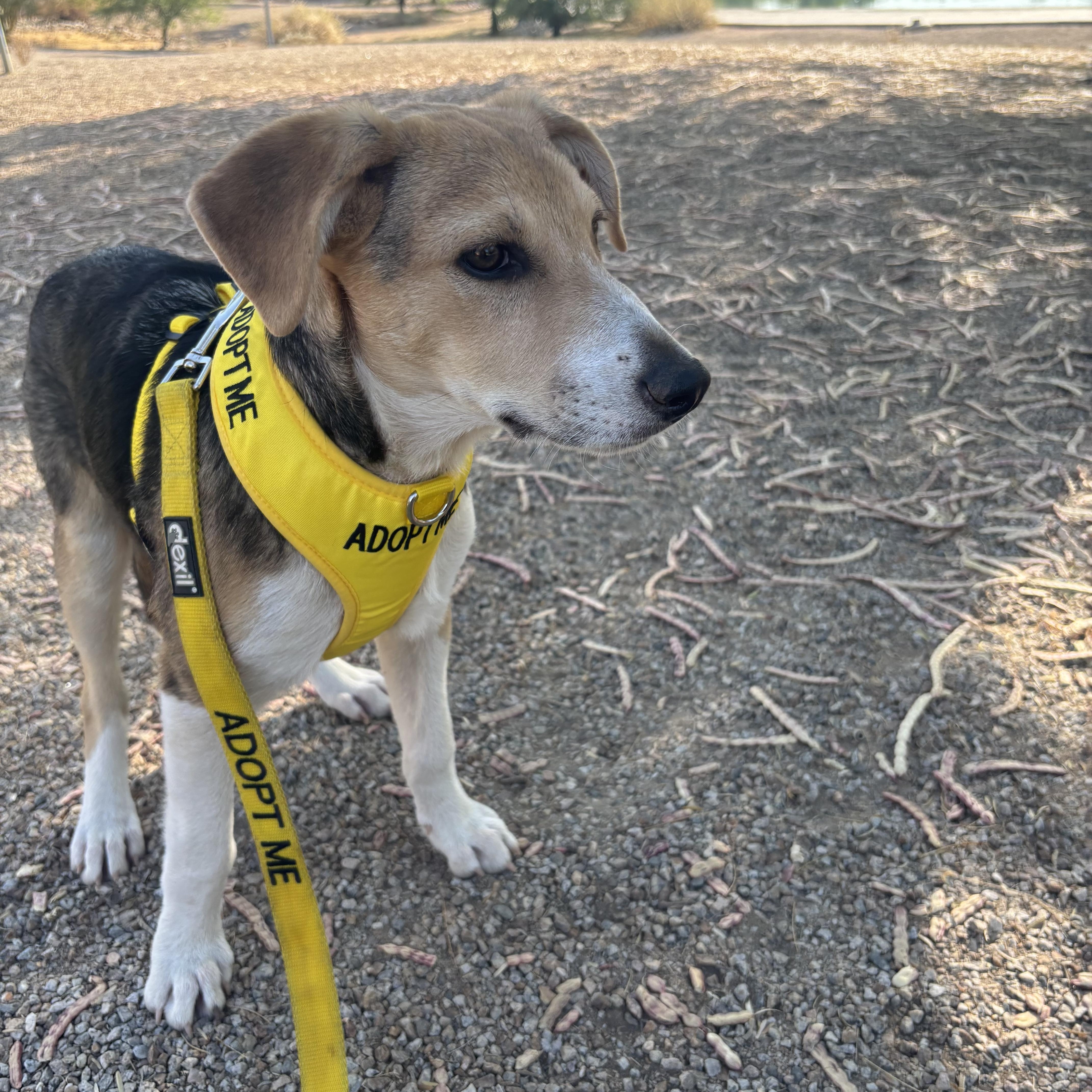 Wells, a ADOPTABLE mixed breed in Gilbert, AZ image 6/6