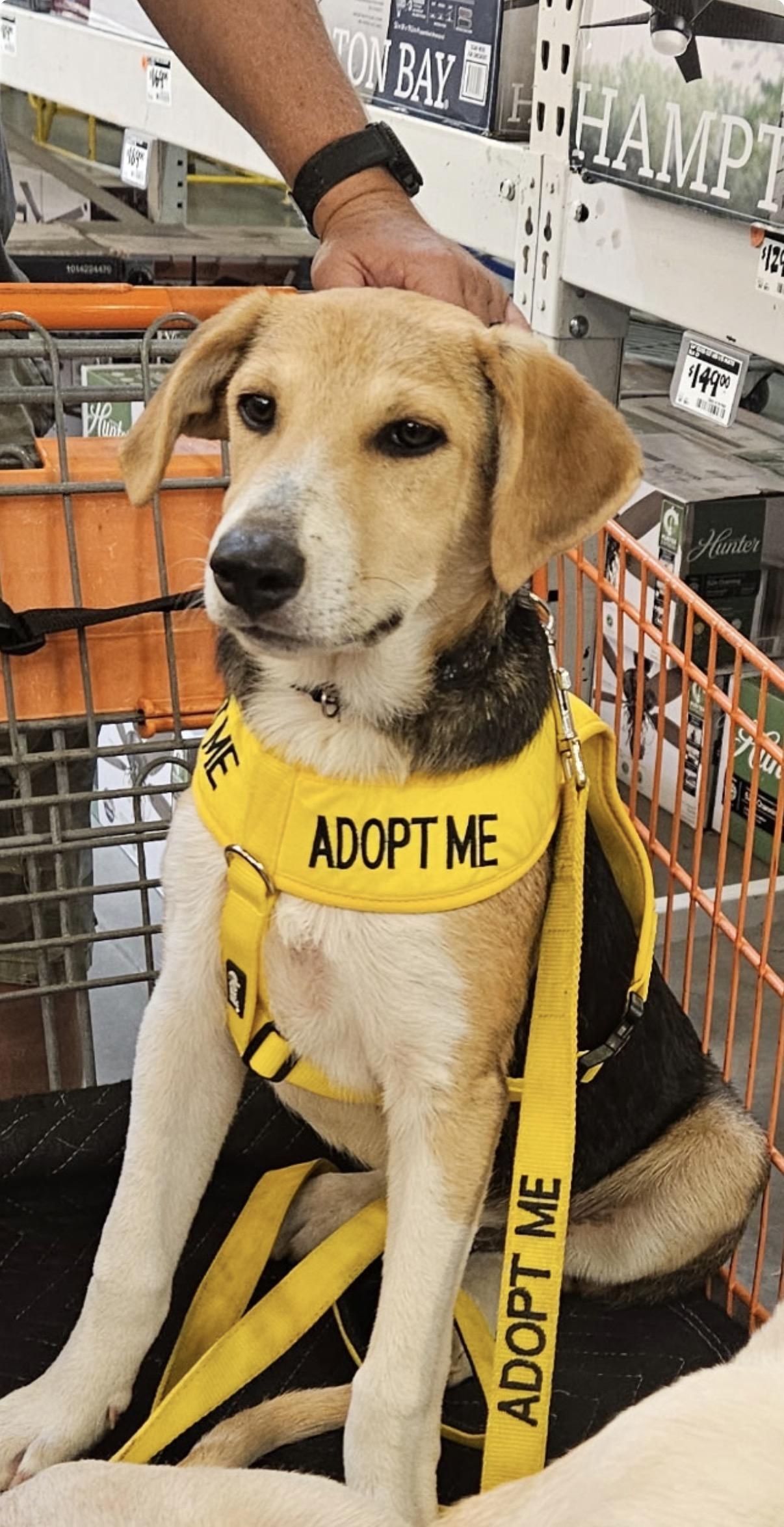 Wells, ADOPTABLE, Puppy Male Beagle & American Foxhound.