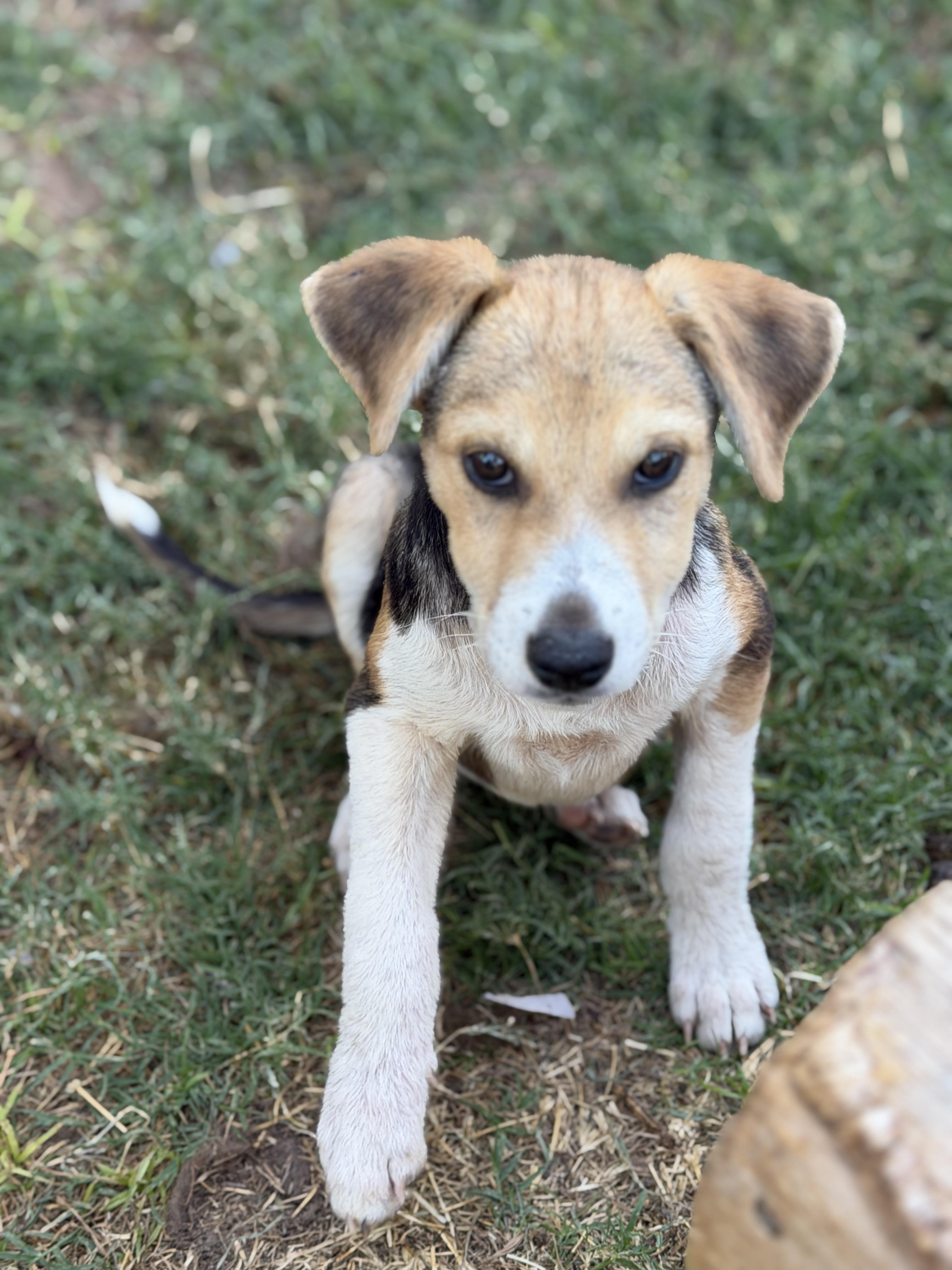 Enlarge Wells, a ADOPTABLE mixed breed in Gilbert, AZ image 5/6