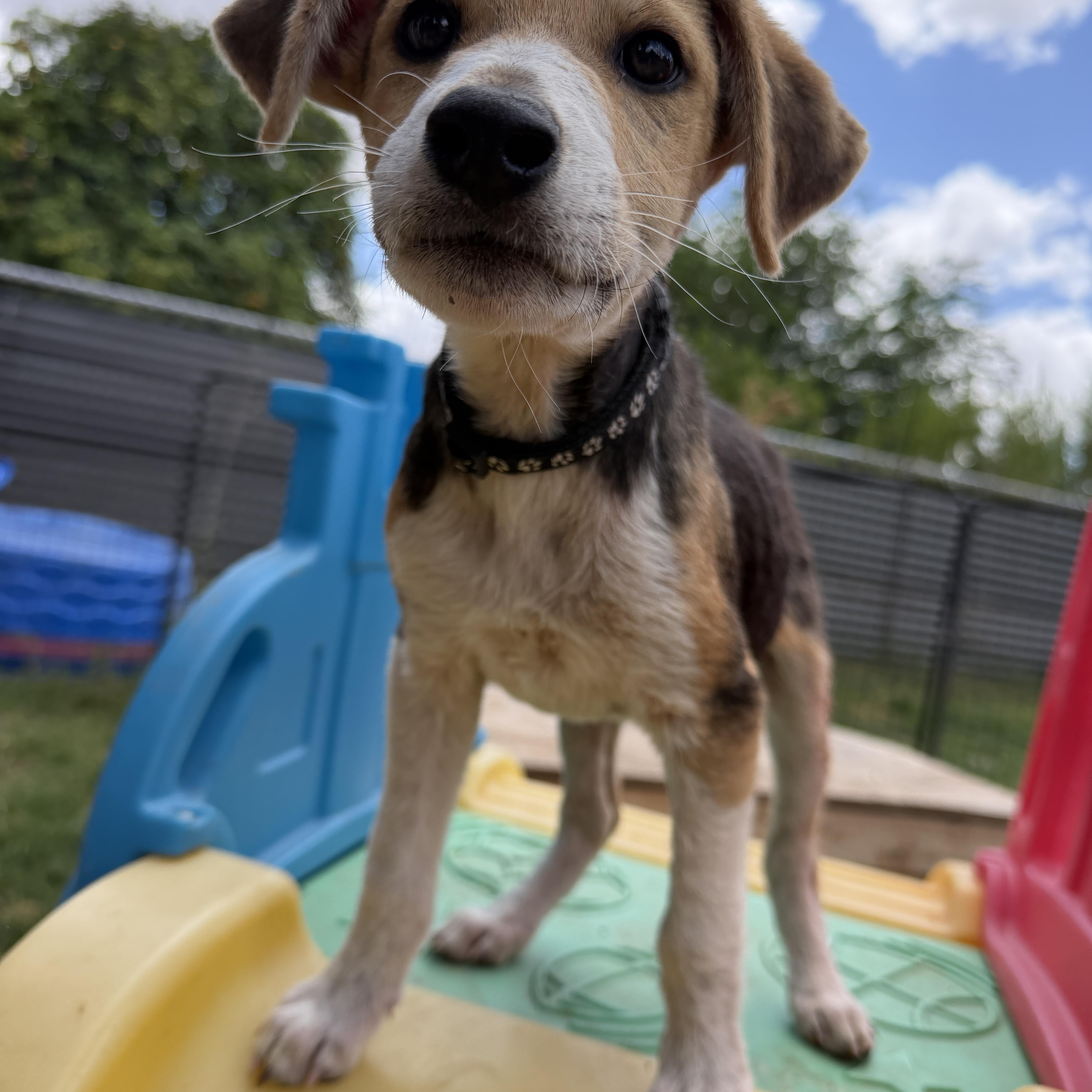 Enlarge Wells, a ADOPTABLE mixed breed in Gilbert, AZ image 2/5