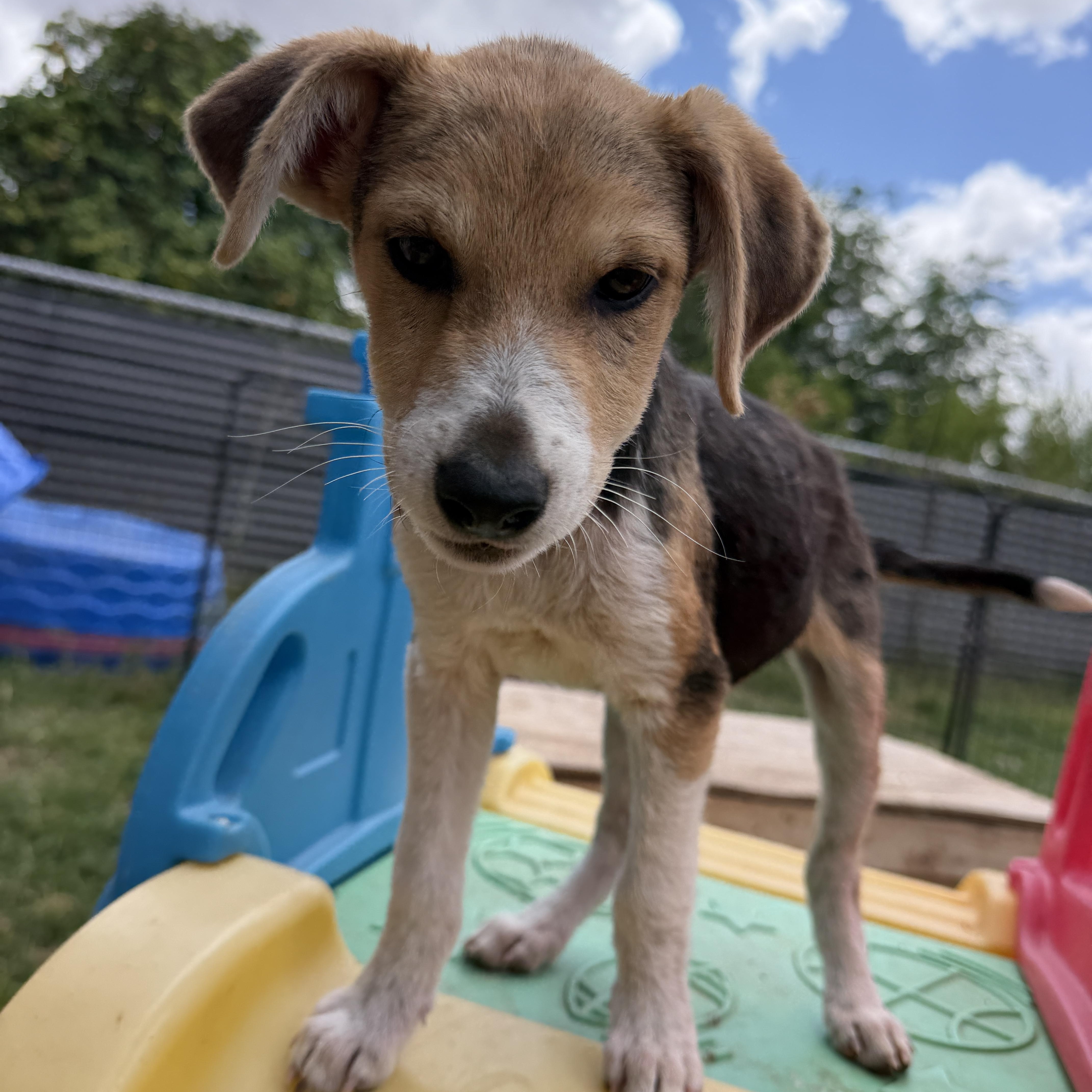 Wells, ADOPTABLE, Puppy Male Beagle & American Foxhound.