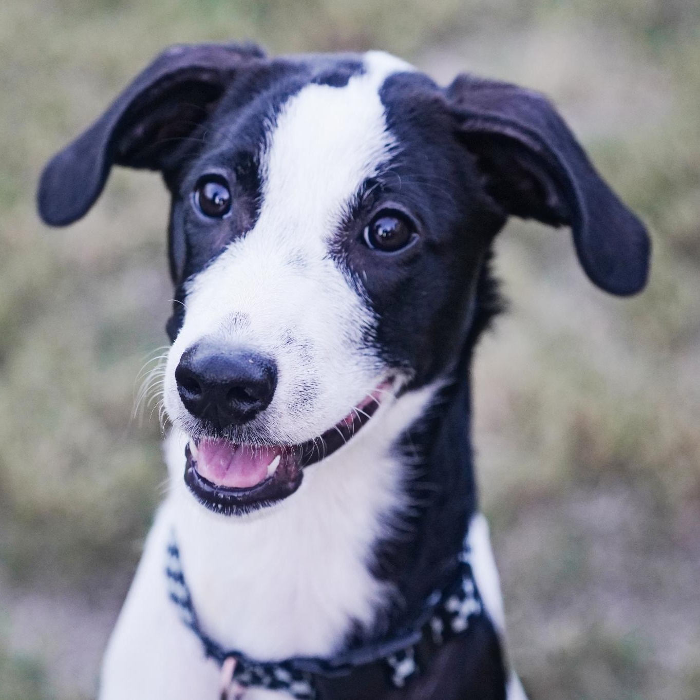 Enlarge Claire, a Adoptable mixed breed in San Antonio, TX image 1/4