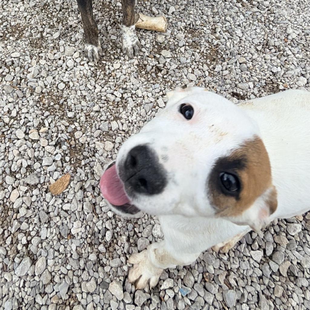 Enlarge Daphne, a Adoptable Mixed Breed in Batesville, AR image 1/1