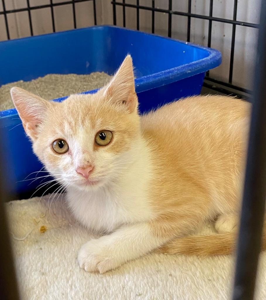 Enlarge Floyd, a Adoptable mixed breed in Portland, IN image 2/5