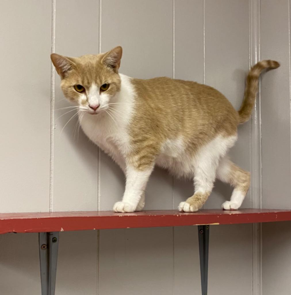 Enlarge Floyd, a Adoptable mixed breed in Portland, IN image 3/5