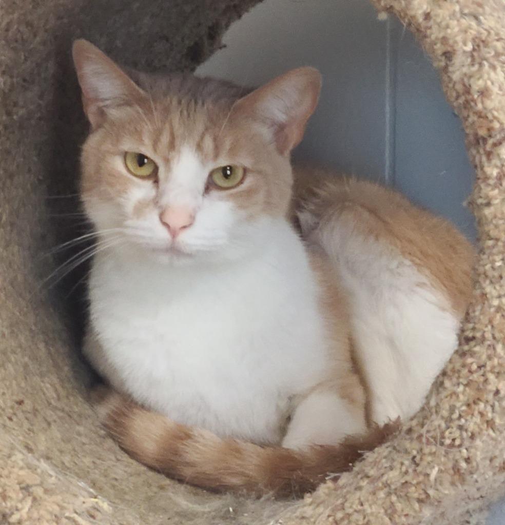 Enlarge Floyd, a Adoptable mixed breed in Portland, IN image 4/5