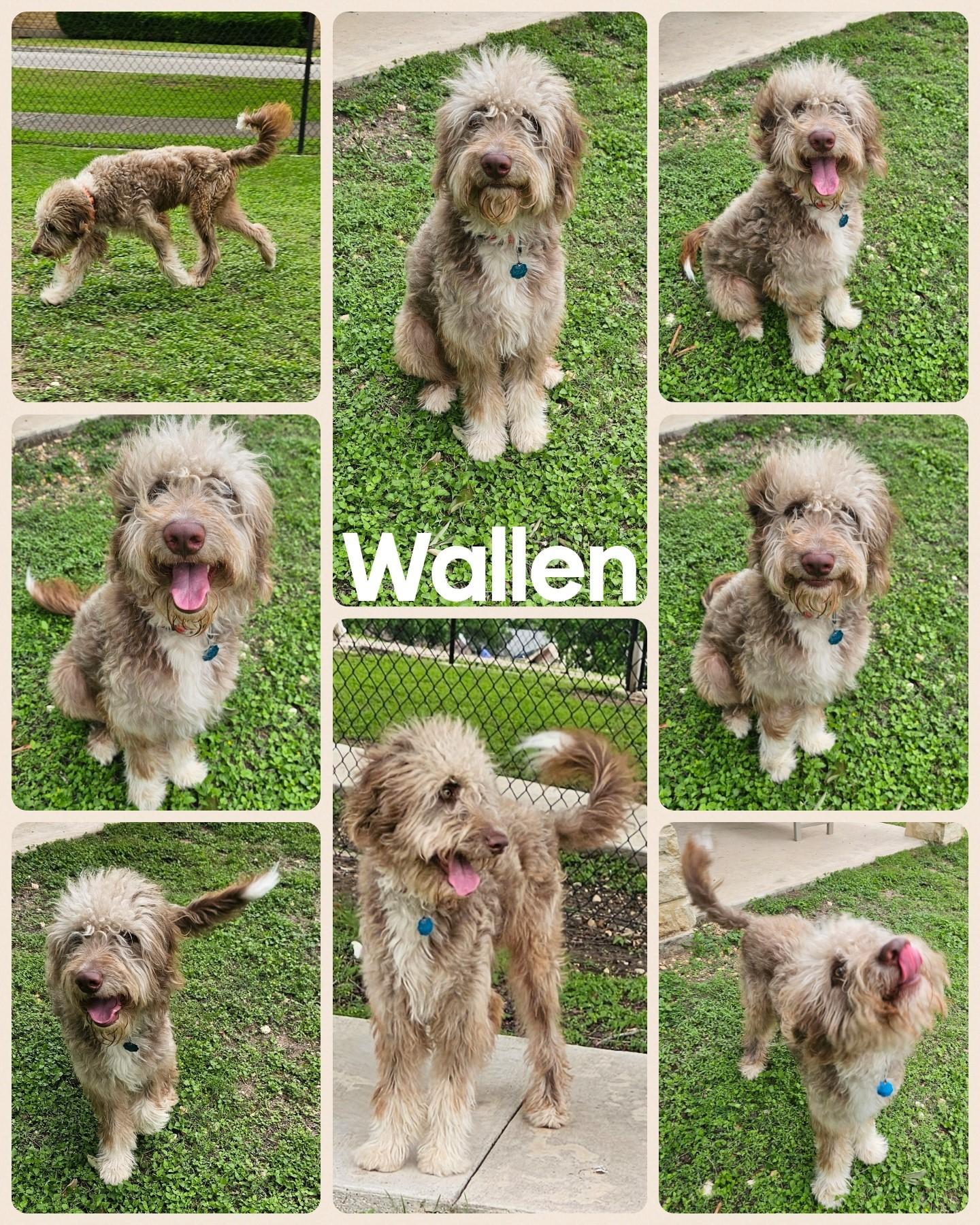 Wallen, adopted, Young Male Australian Shepherd & Poodle.