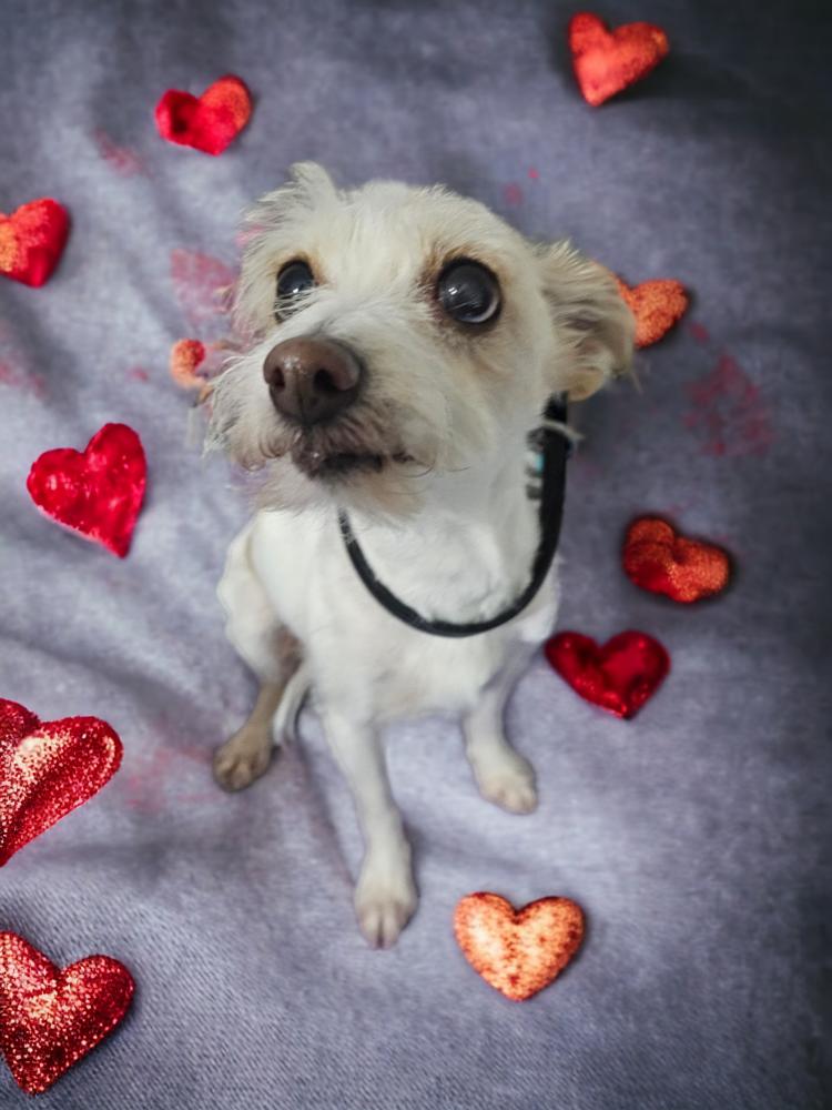 Enlarge Billy, a Adoptable mixed breed in Draper, UT image 2/3