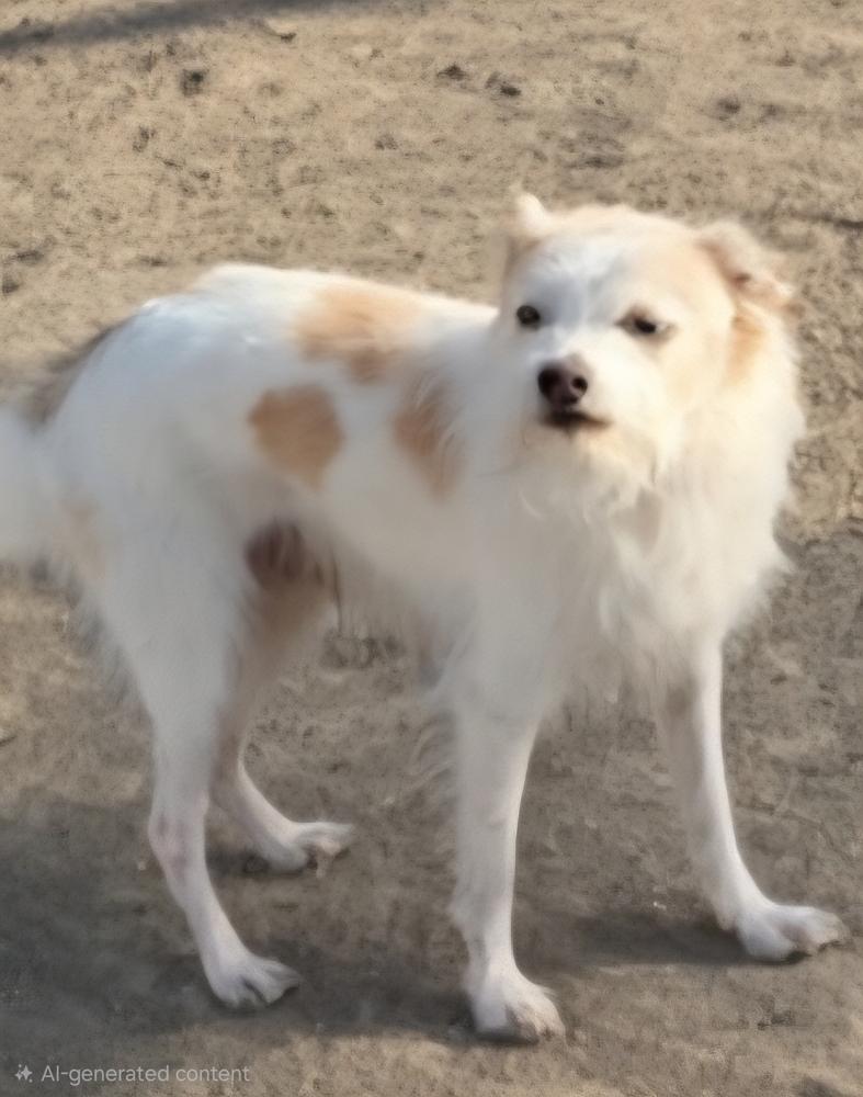 Enlarge Billy, a Adoptable mixed breed in Draper, UT image 3/3