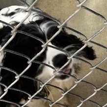 Enlarge Troy, an adopted Cocker Spaniel in Bryan, OH image 1/3