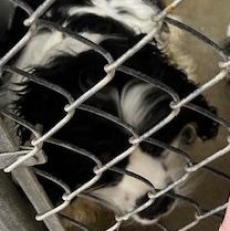 Enlarge Troy, an adopted Cocker Spaniel in Bryan, OH image 2/3