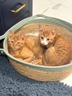 Nacho, Adopted, Young Male Domestic Short Hair.