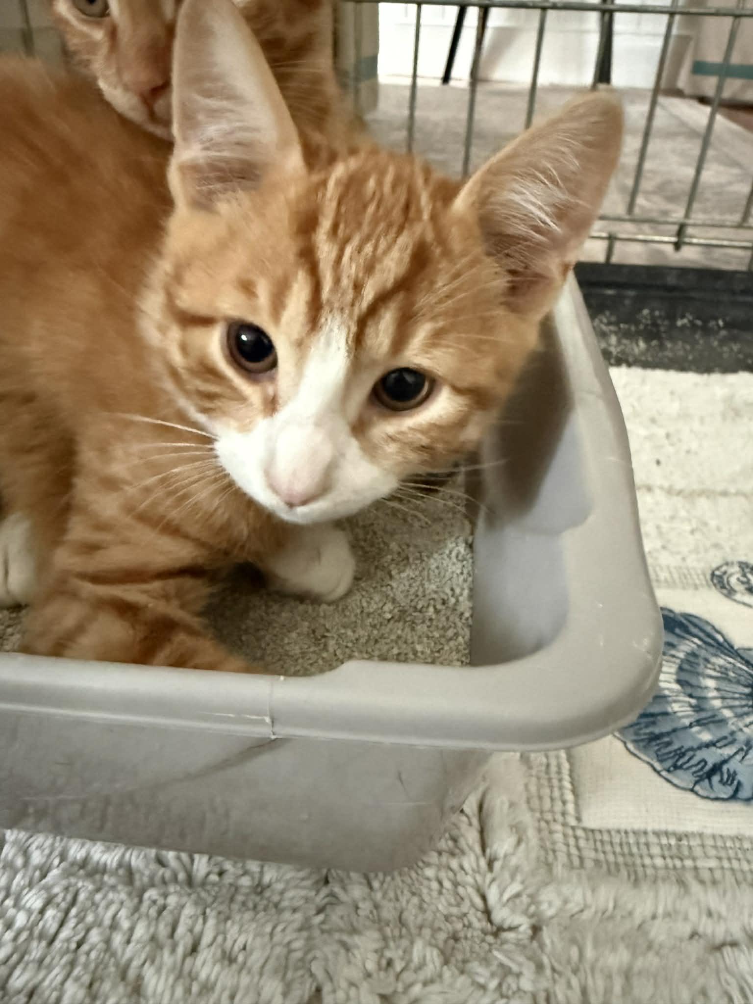 Nacho, a Adopted mixed breed in Hull, MA image 3/4