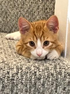 Nacho, a Adopted mixed breed in Hull, MA image 4/4