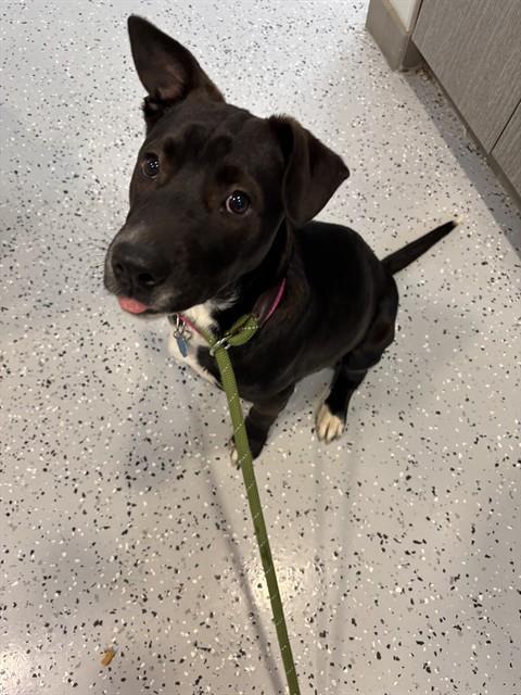 MAPLE, Adoptable, Young Female Pit Bull Terrier & Mixed Breed.