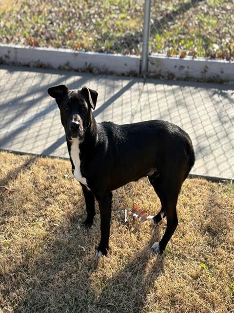 Enlarge MAPLE, a Adoptable mixed breed in Forney, TX image 1/1