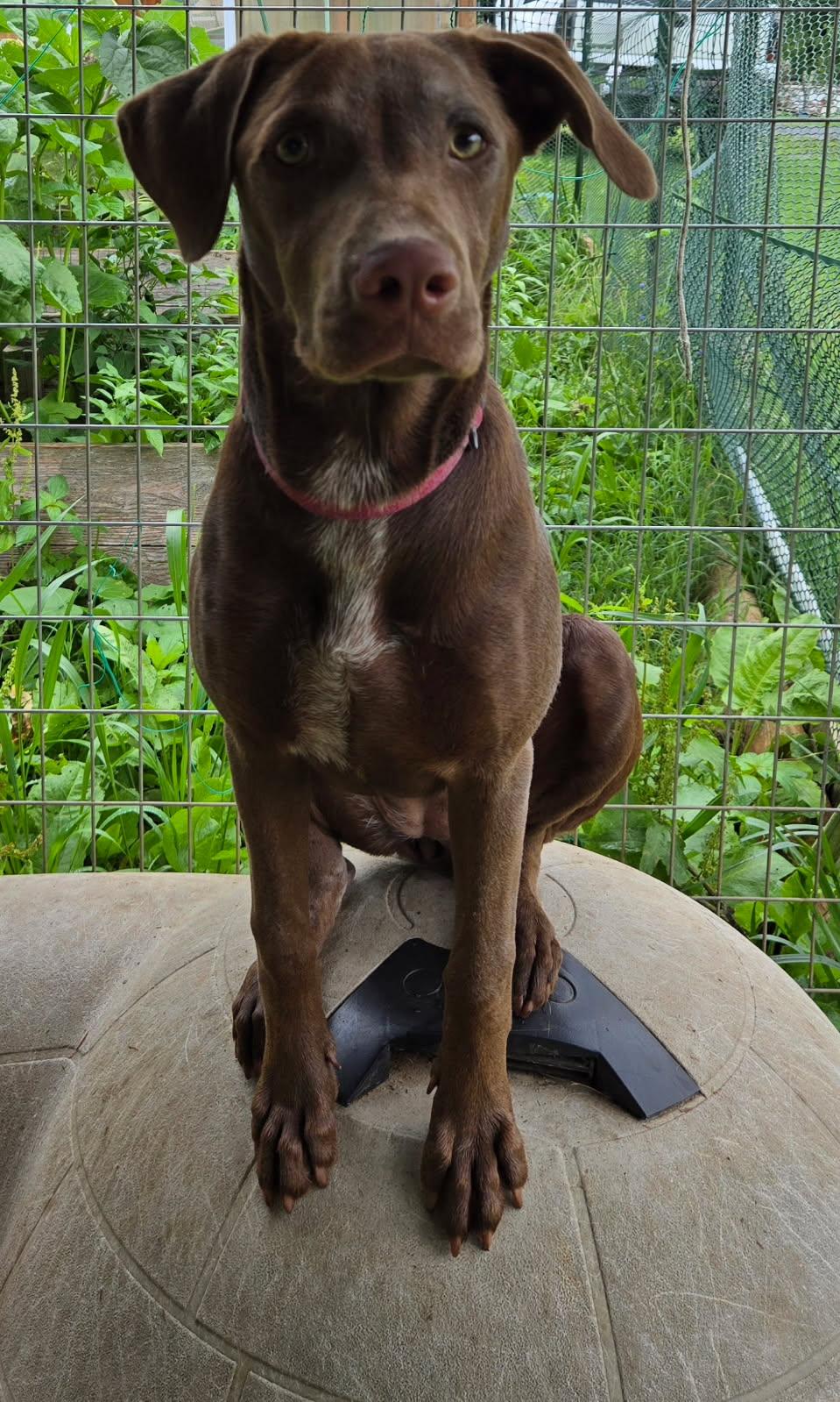 Enlarge Poppy, a ADOPTABLE mixed breed in Knoxville, TN image 6/6