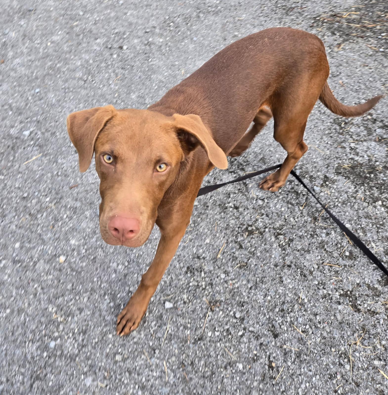 Enlarge Poppy, a ADOPTABLE mixed breed in Knoxville, TN image 2/6
