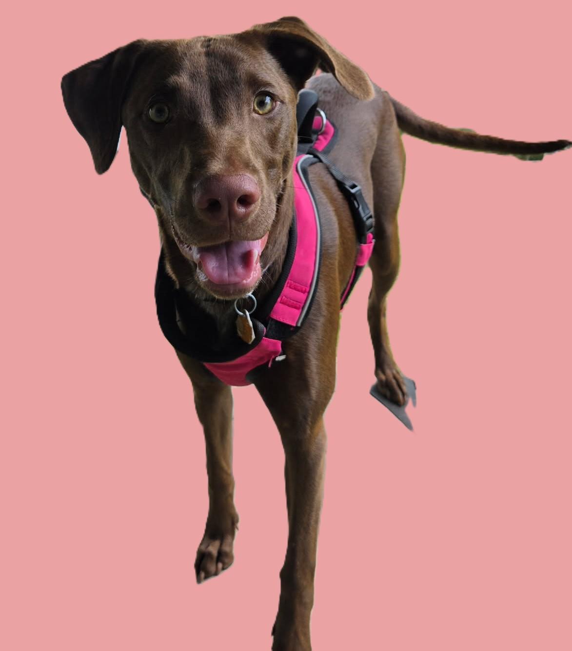Enlarge Poppy, a Adoptable mixed breed in Knoxville, TN image 2/6