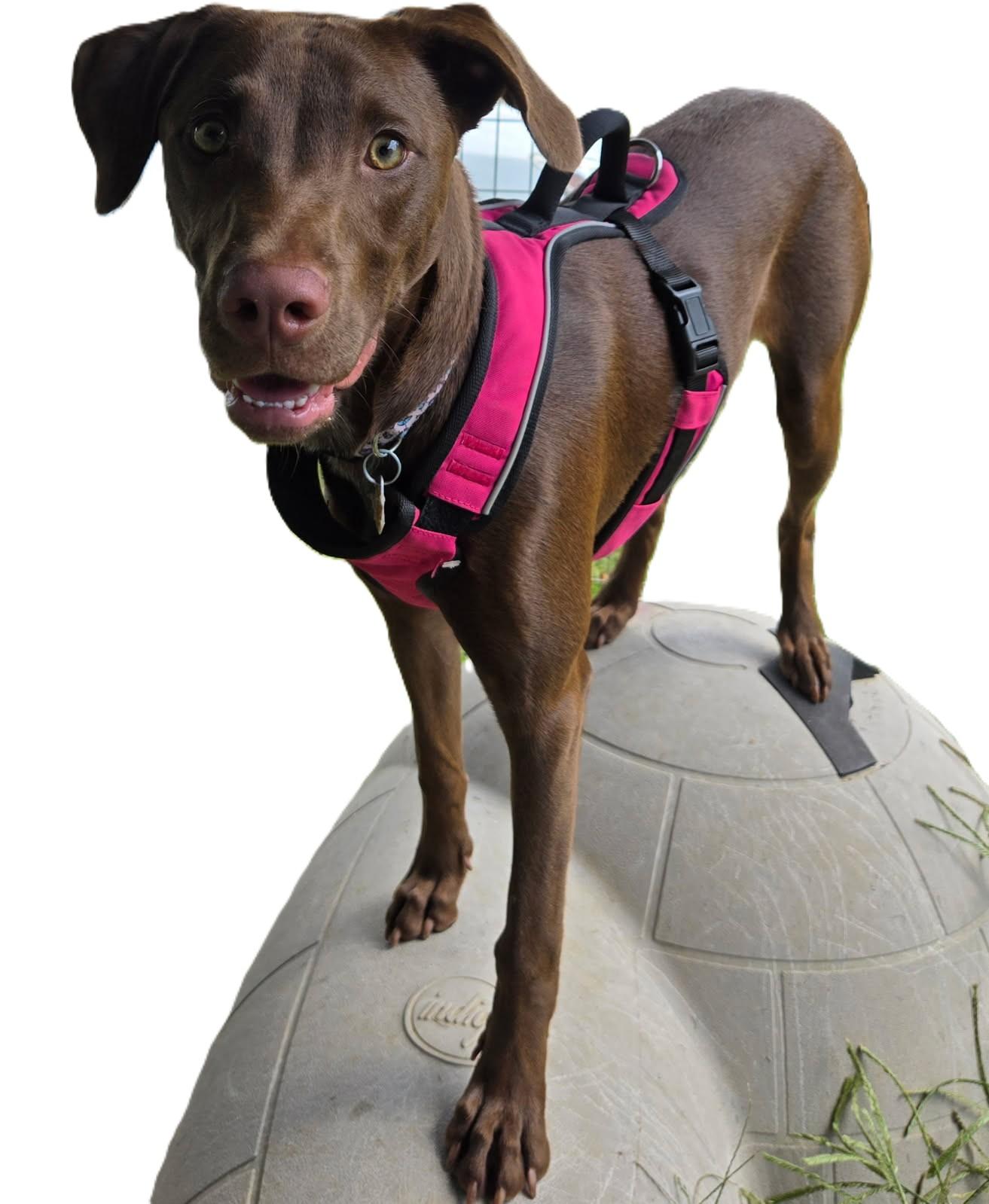 Enlarge Poppy, a Adoptable mixed breed in Knoxville, TN image 6/6