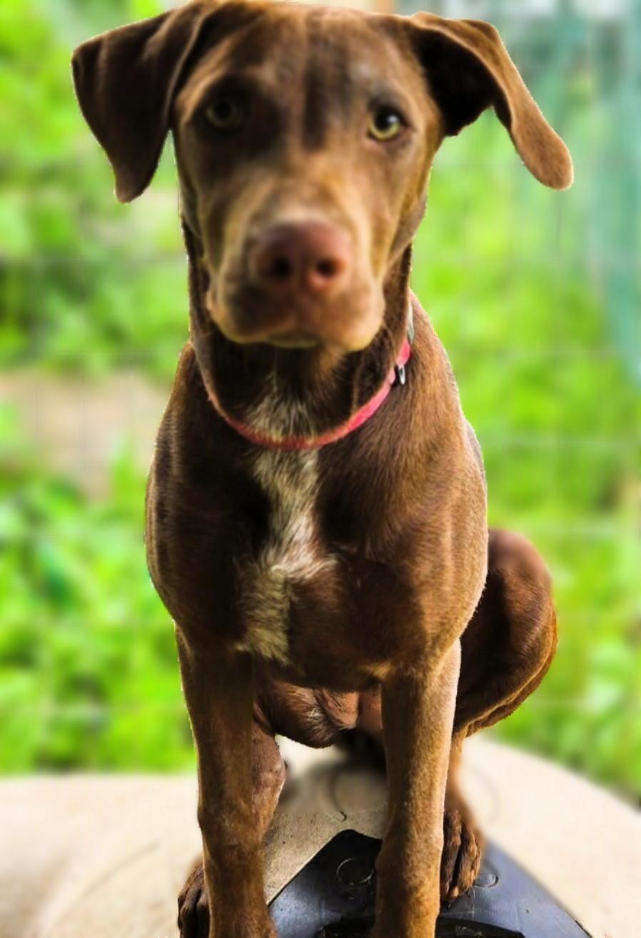 Poppy, ADOPTABLE, Puppy Female Catahoula Leopard Dog & Manchester Terrier.