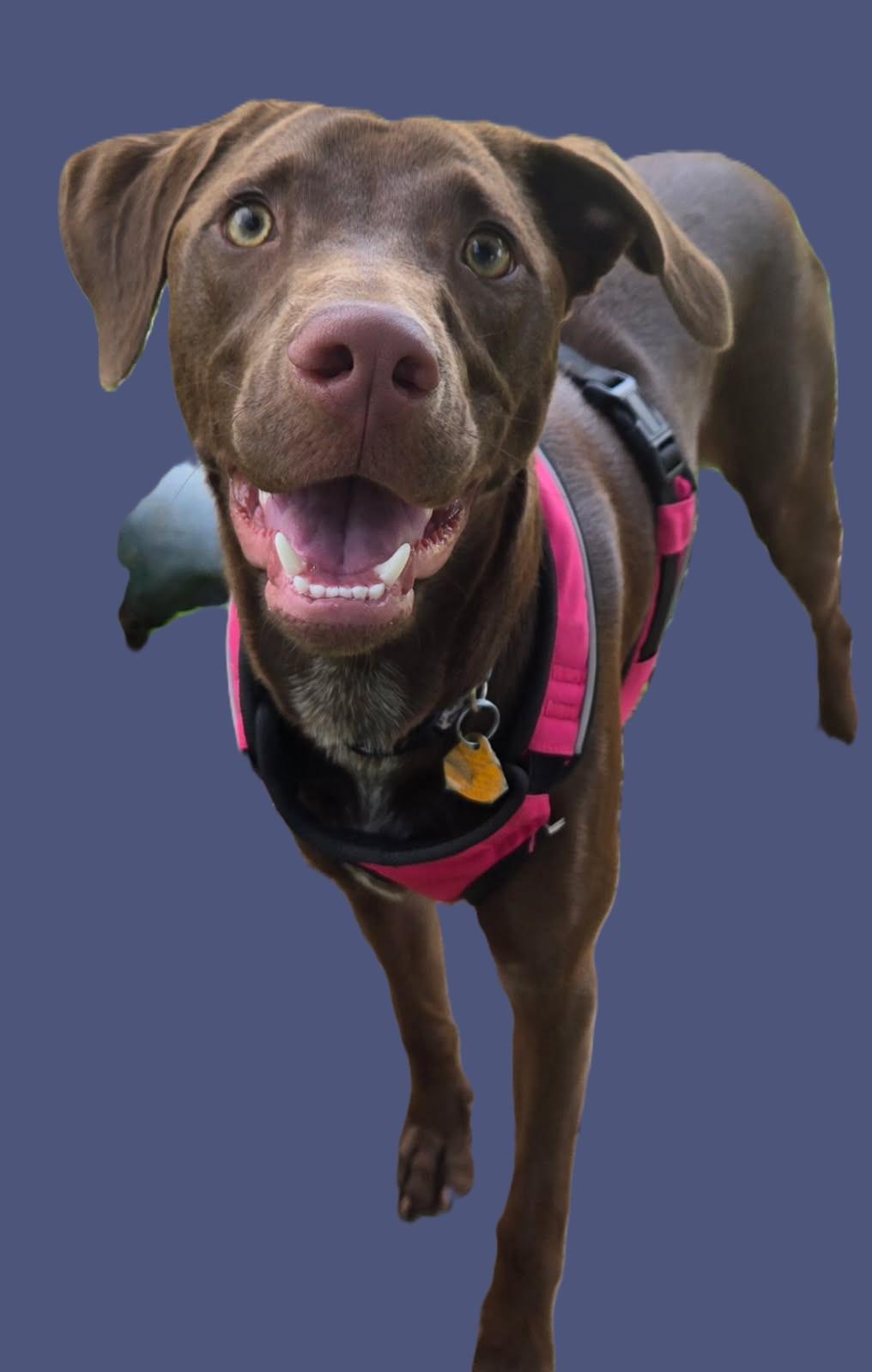 Poppy, Adoptable, Puppy Female Catahoula Leopard Dog & Manchester Terrier.