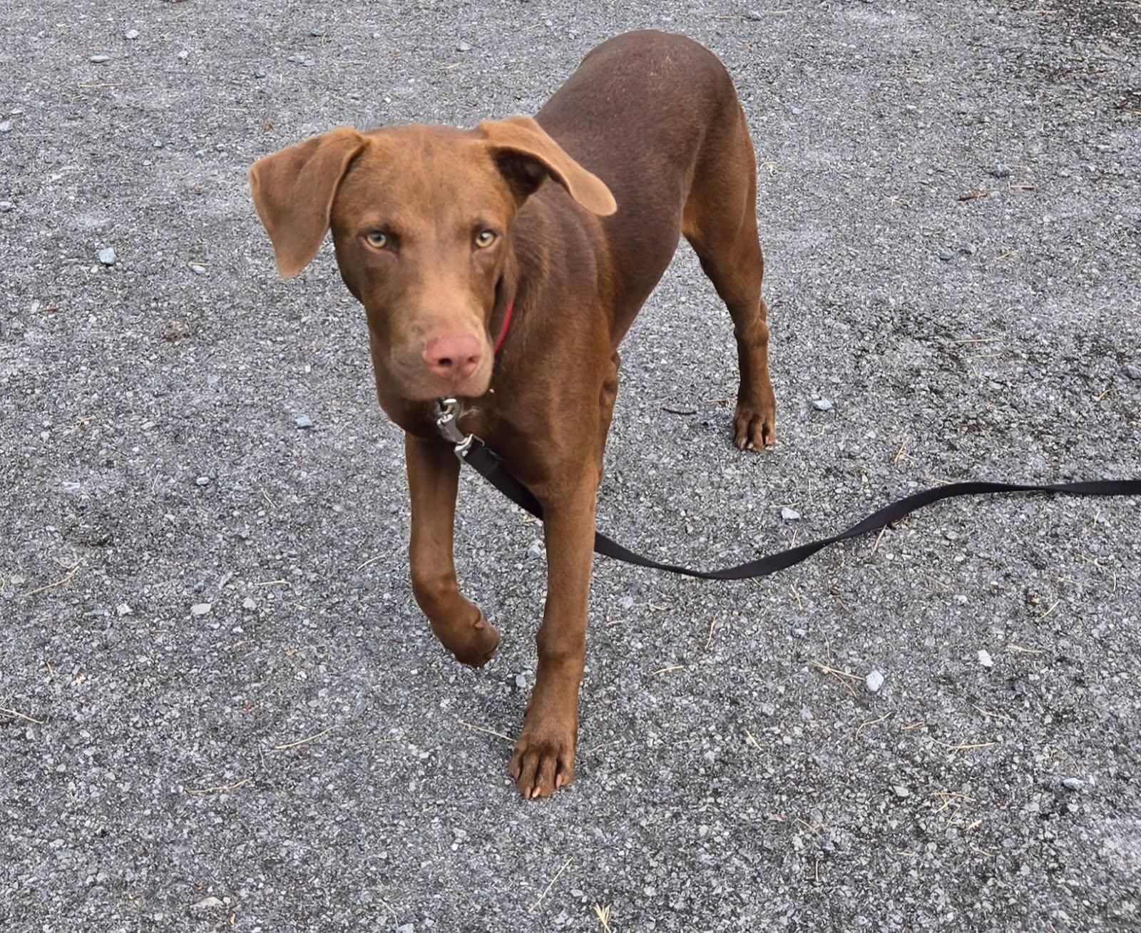 Enlarge Poppy, a ADOPTABLE mixed breed in Knoxville, TN image 5/6