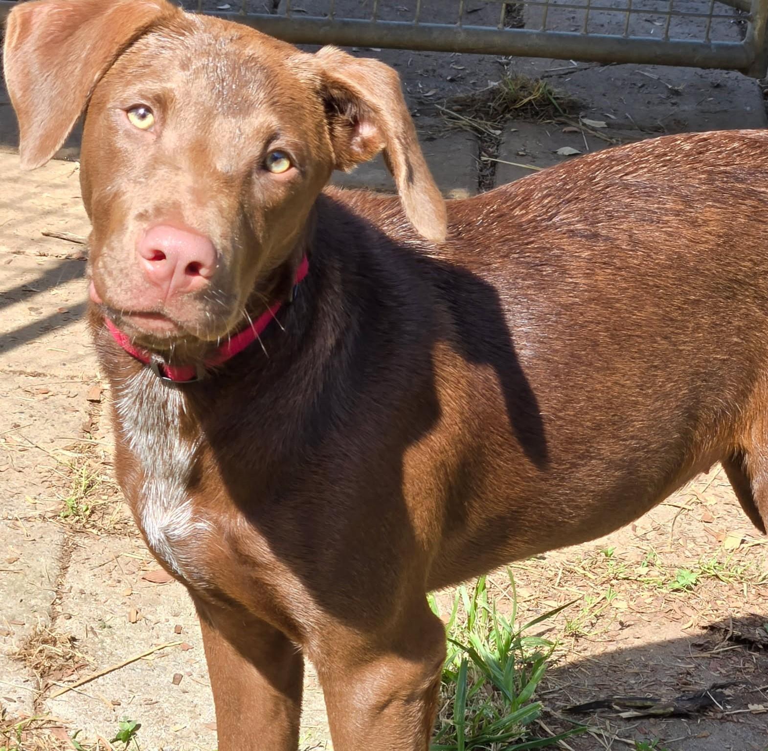 Enlarge Poppy, a ADOPTABLE mixed breed in Knoxville, TN image 3/6