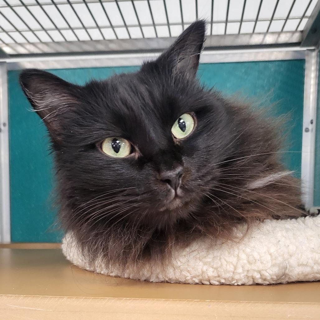 Bear, Adoptable, Adult Male Domestic Long Hair.