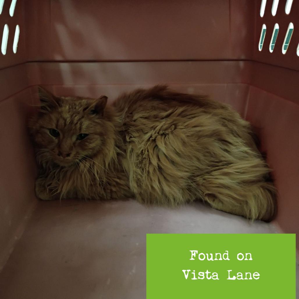 Fortune Cookie — thumbnail 2