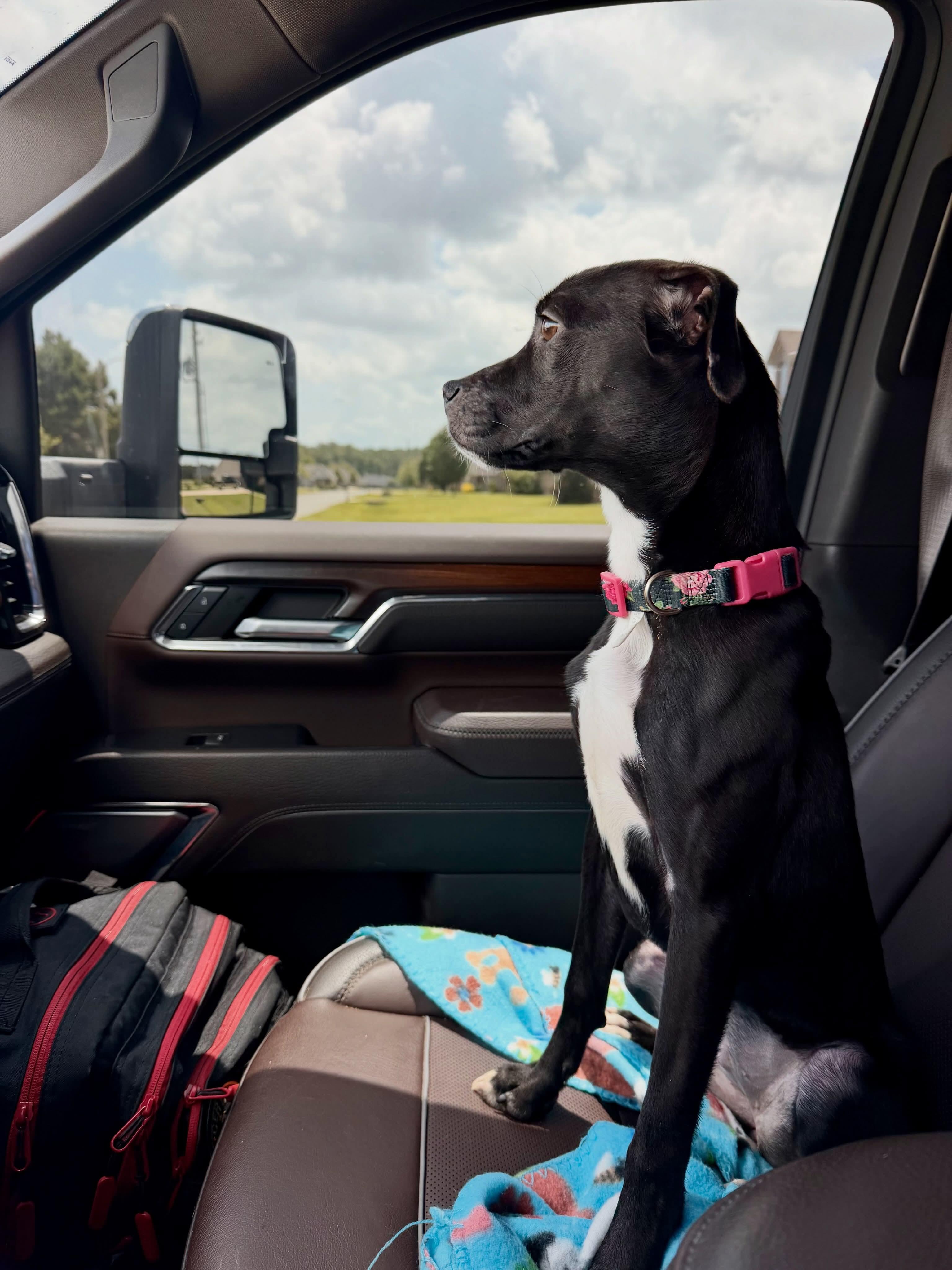 Enlarge Nellie Bean, a Adopted mixed breed in Cedar Rapids, IA image 5/6