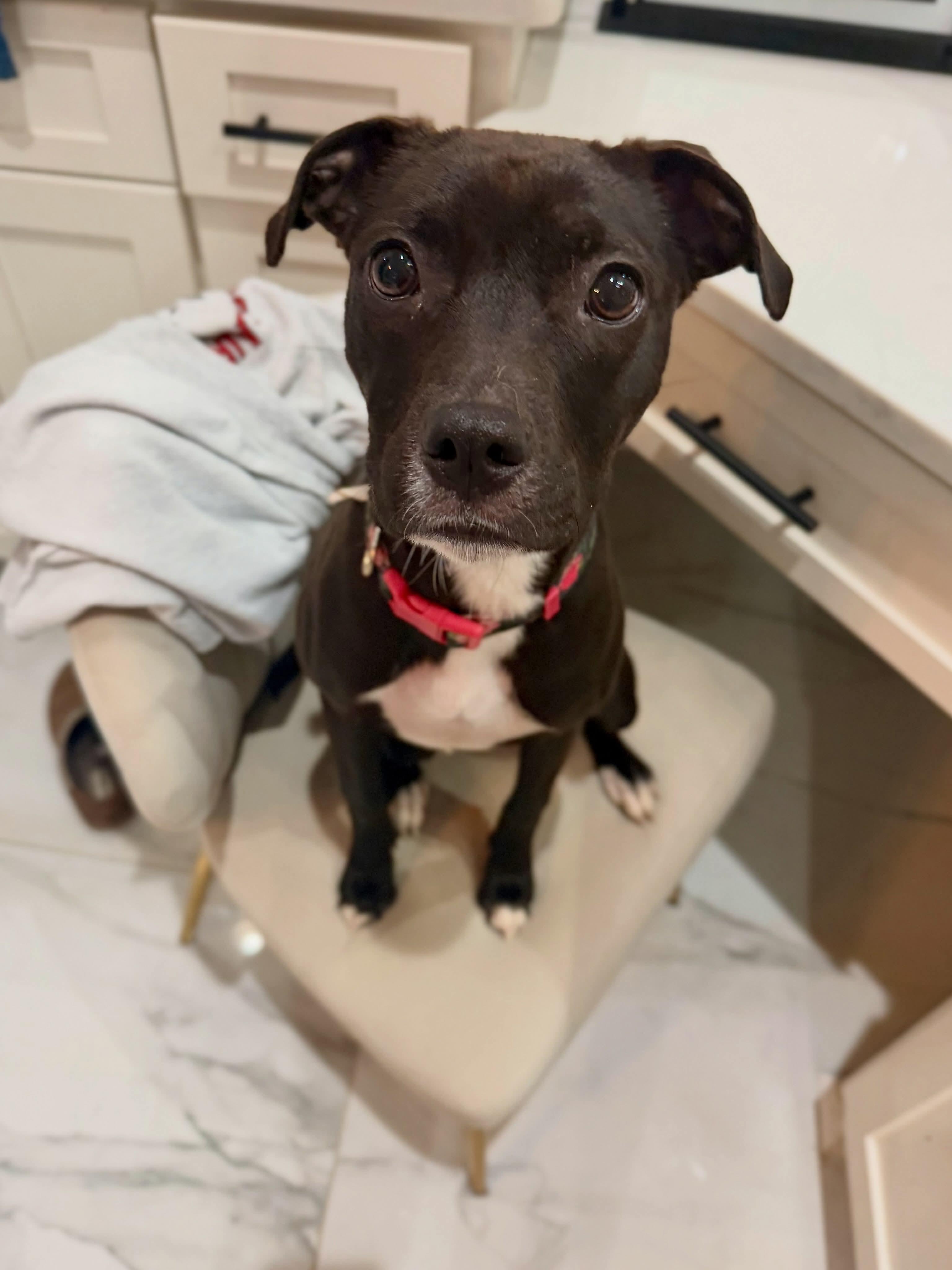 Enlarge Nellie Bean, a Adopted mixed breed in Cedar Rapids, IA image 3/6