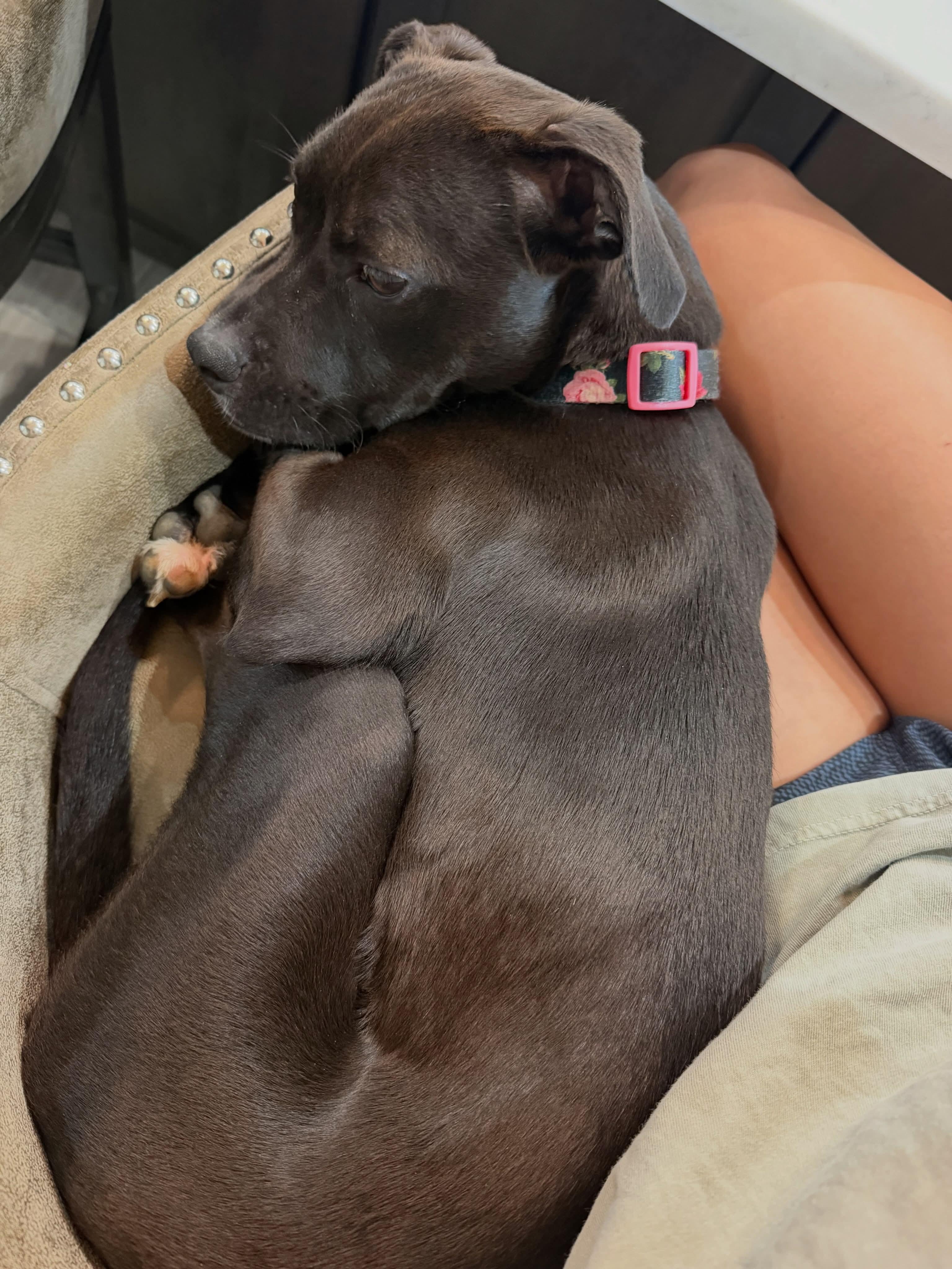 Enlarge Nellie Bean, a Adopted mixed breed in Cedar Rapids, IA image 2/6