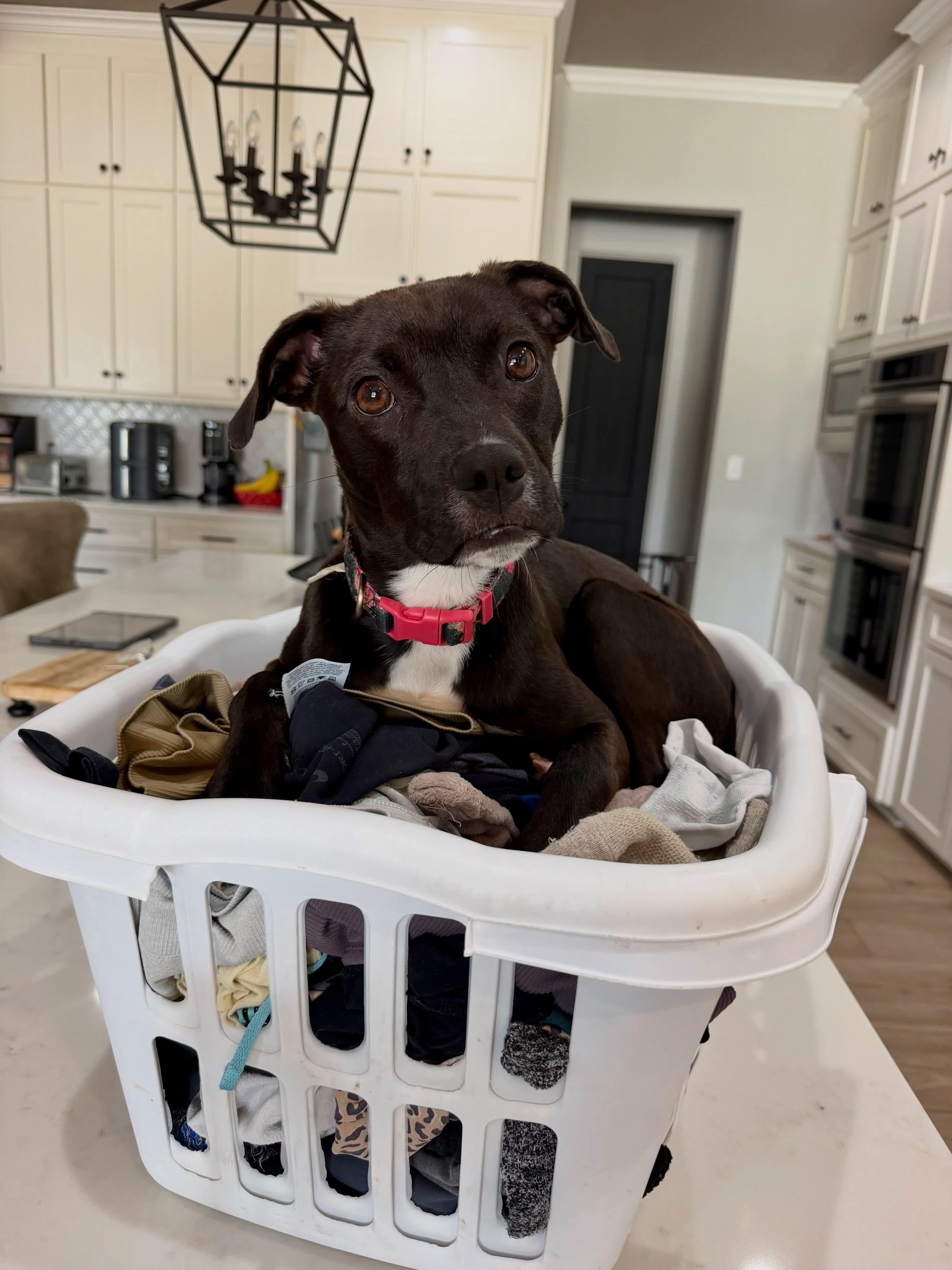 Nellie Bean, Adopted, Puppy Female Terrier & Mixed Breed.