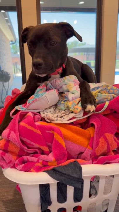 Enlarge Nellie Bean, a Adopted mixed breed in Cedar Rapids, IA video 6/6