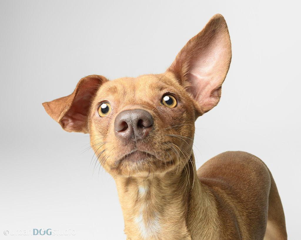 Ruby - F, a Adoptable Chihuahua in Tampa, FL image 1/3