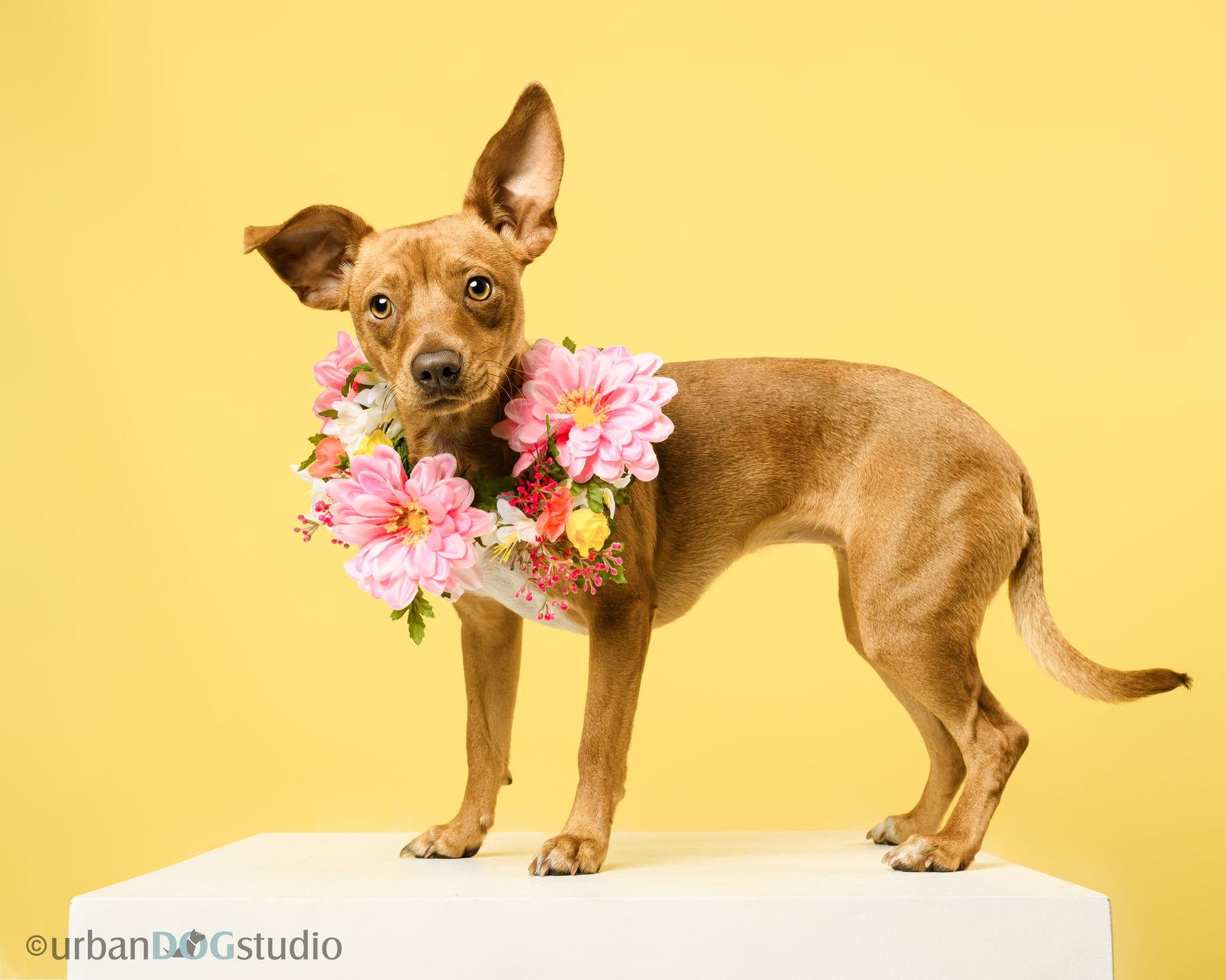 Ruby - F, a Adoptable Chihuahua in Tampa, FL image 2/3