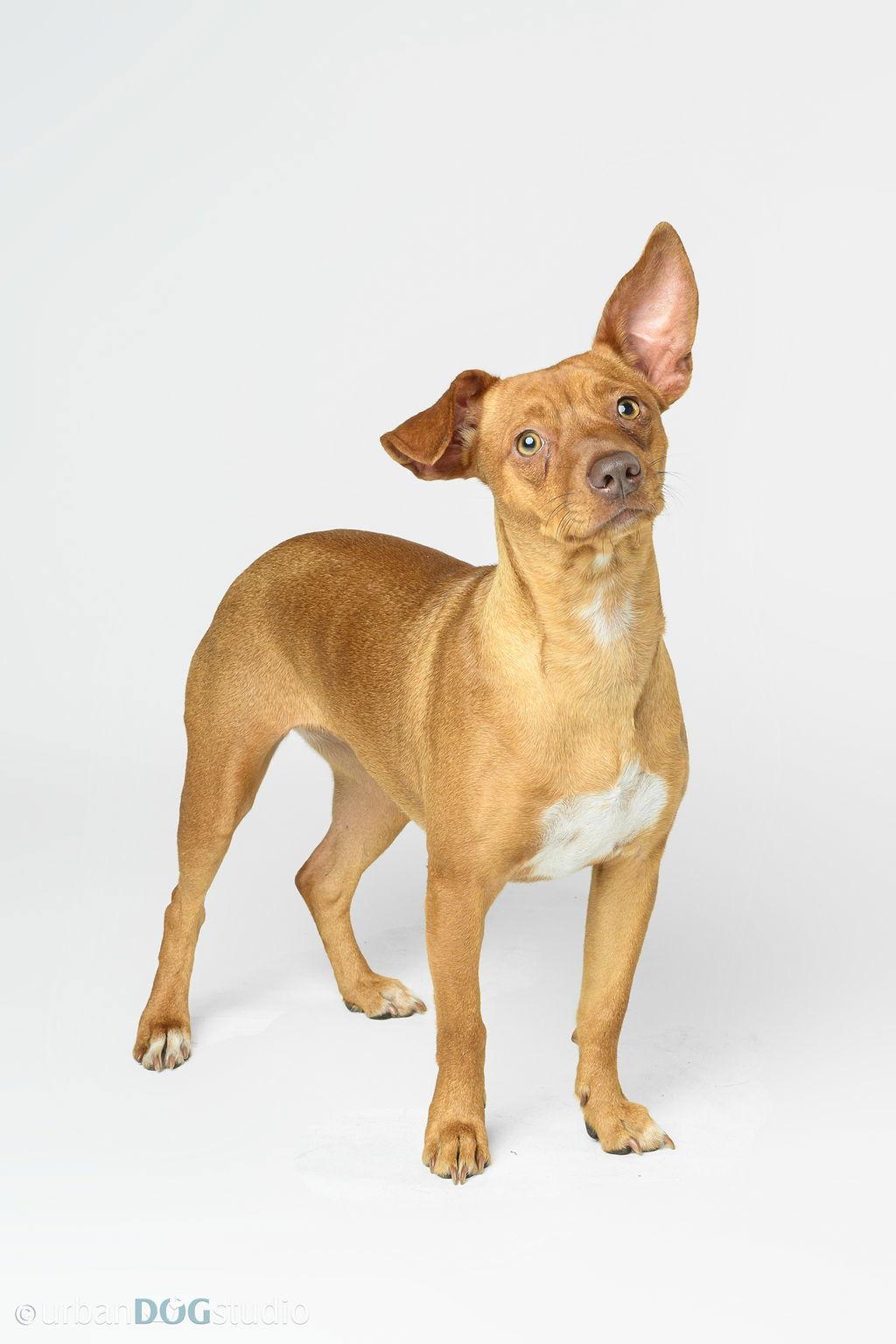 Ruby - F, a Adoptable Chihuahua in Tampa, FL image 3/3