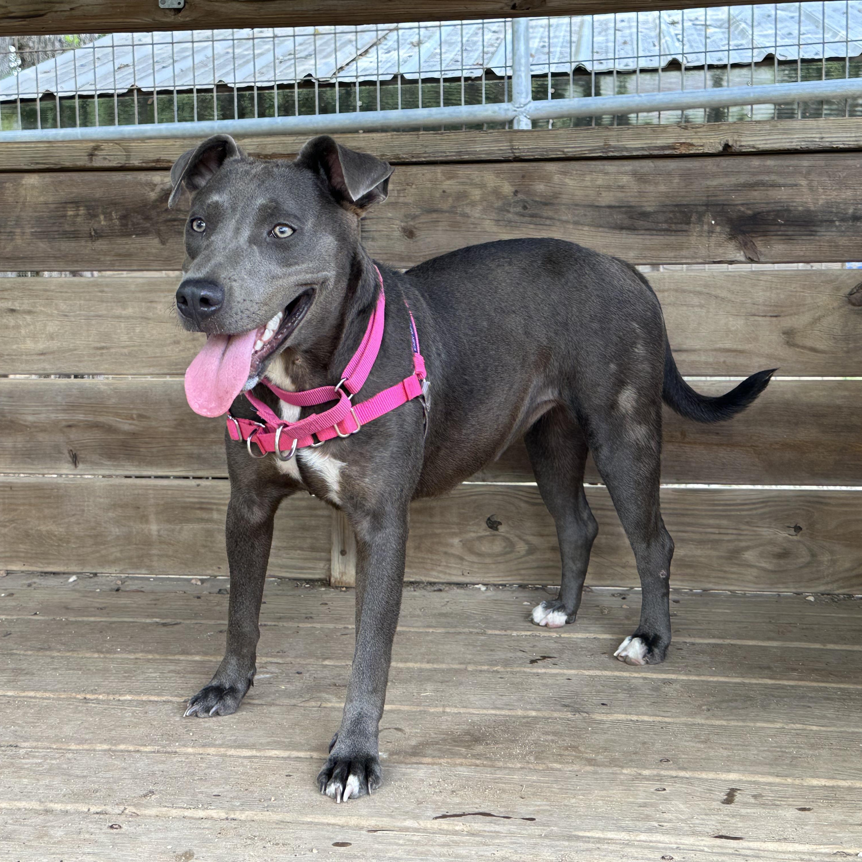 Lily, a Adoptable mixed breed in Bulverde, TX image 3/6