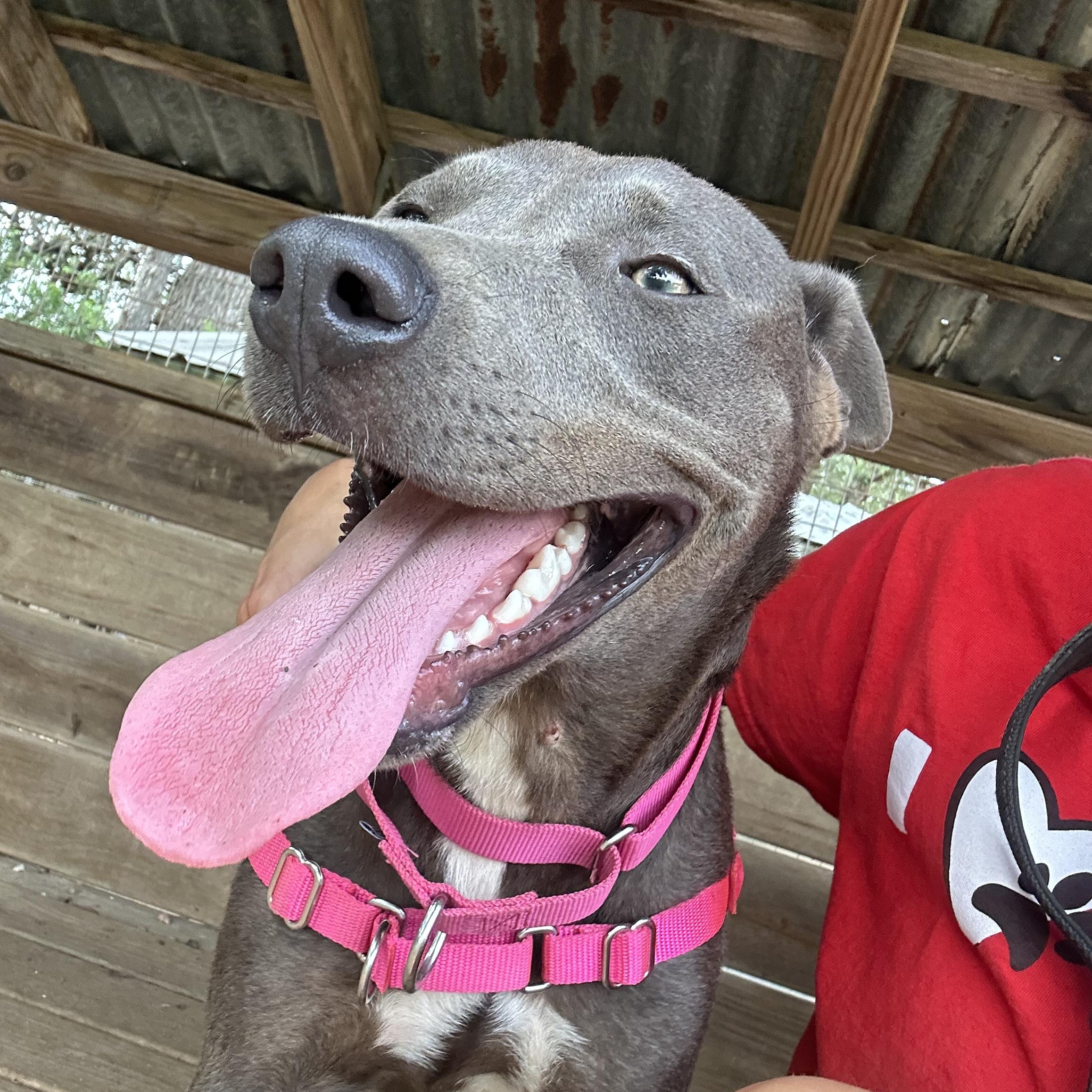 Lily, a Adoptable mixed breed in Bulverde, TX image 4/6