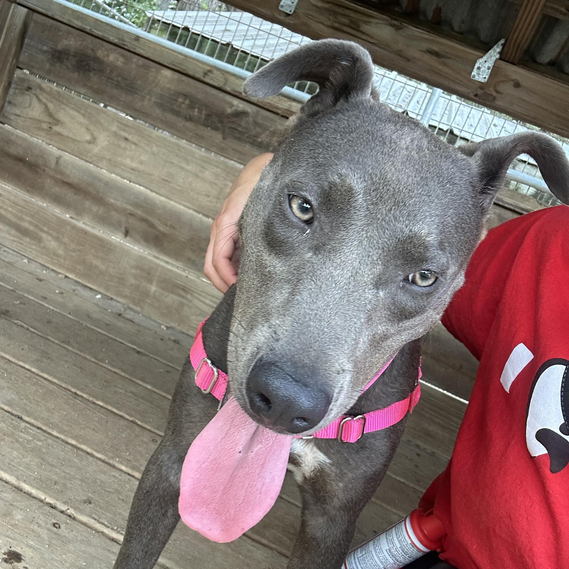 Lily, a Adoptable mixed breed in Bulverde, TX image 6/6